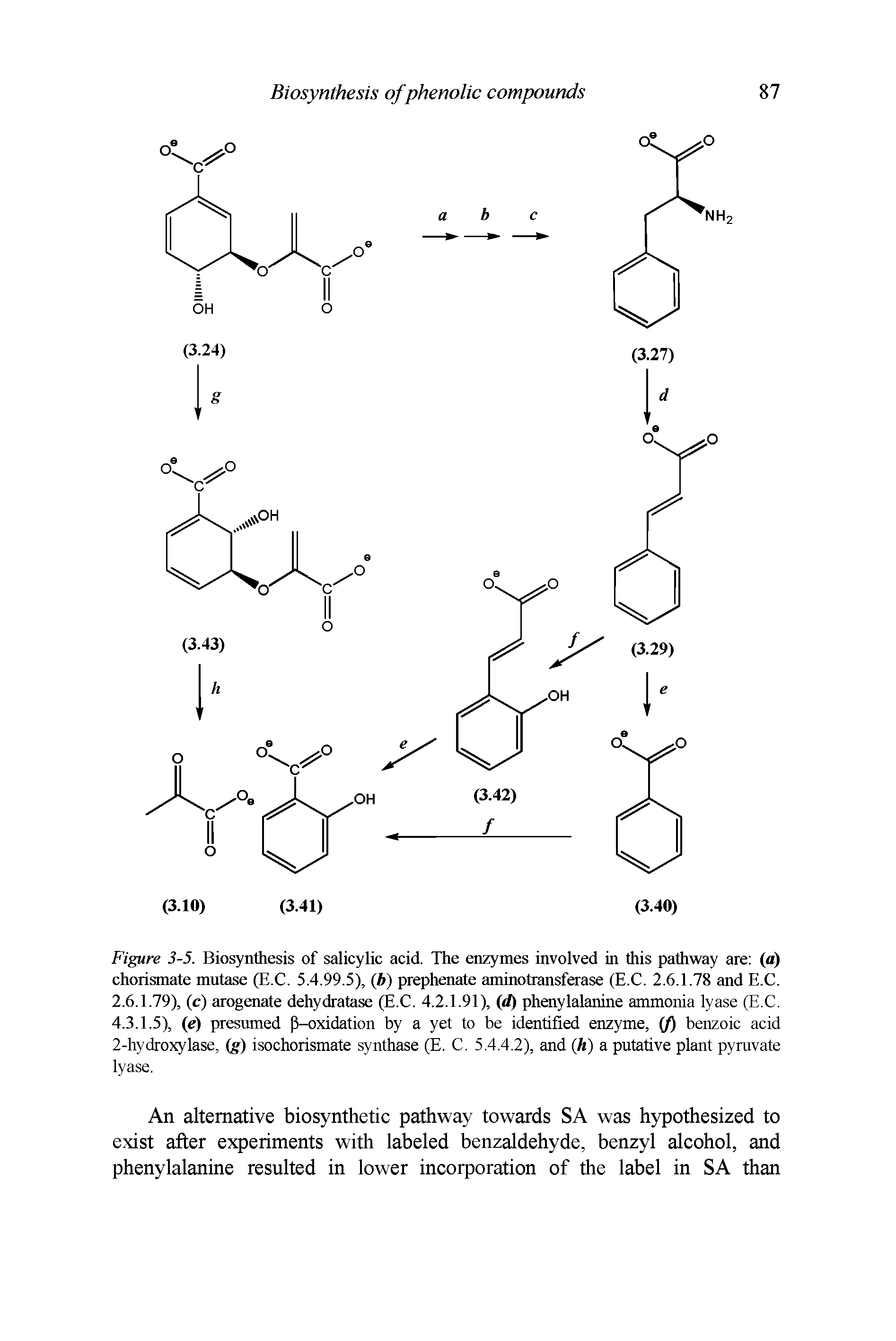 Figure 3-5. Biosynthesis of salicylic acid. The enzymes involved in this pathway are (a) chorismate mutase (E.C. 5.4.99.5), (b) prephenate aminotransferase (E.C. 2.6.1.78 and E.C. 2.6.1.79), (c) arogenate dehydratase (E.C. 4.2.1.91), (d) phenylalanine ammonia lyase (E.C. 4.3.1.5), (e) presumed P-oxidation by a yet to be identified enzyme, (f) benzoic acid 2-hydroxylase, (g) isochorismate synthase (E. C. 5.4.4.2), and (h) a putative plant pyruvate lyase.