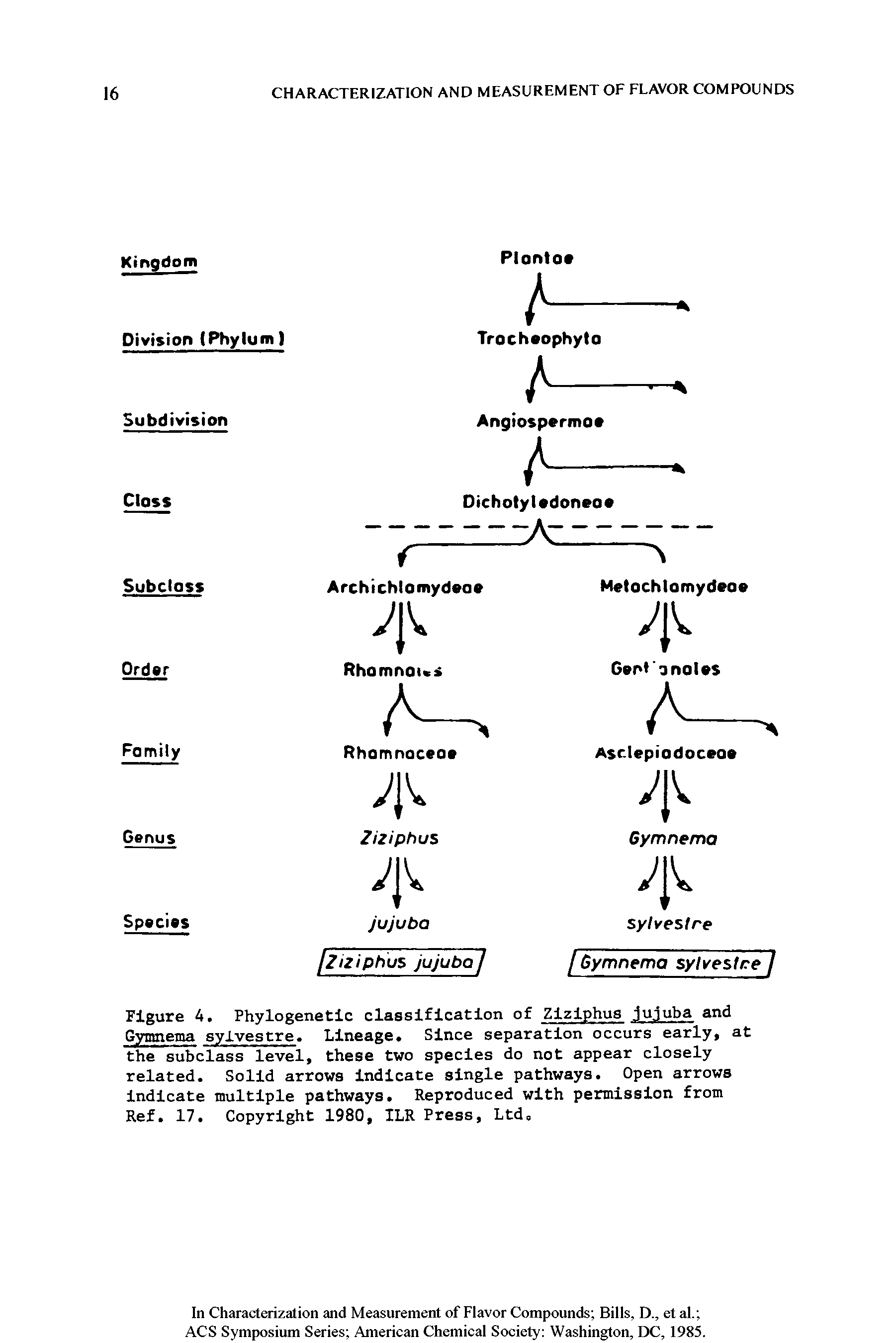 Figure 4. Phylogenetic classification of Ziziphus jujuba and Gymnema sylvestre. Lineage. Since separation occurs early, at the subclass level, these two species do not appear closely related. Solid arrows indicate single pathways. Open arrows indicate multiple pathways. Reproduced with permission from Ref. 17. Copyright 1980, ILR Press, Ltd,...
