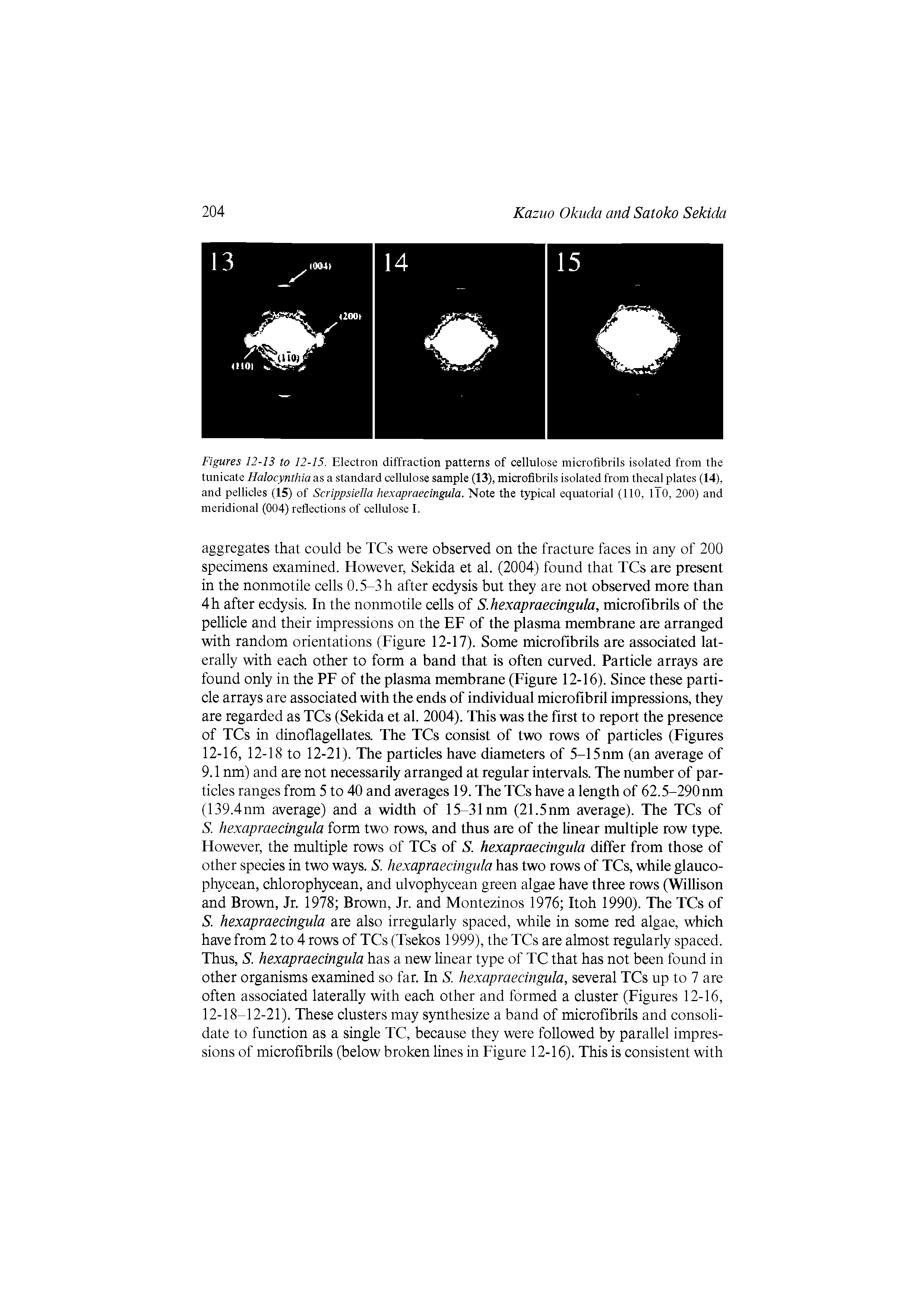 Figures 12-13 to 12-15. Electron diffraction patterns of cellulose microfibrils isolated from the tunicate Halocynthia as a standard cellulose sample (13), microfibrils isolated from thecal plates (14), and pellicles (15) of Scrippsiella hexapraecingula. Note the typical equatorial (110, iTO, 200) and meridional (004) reflections of cellulose I.