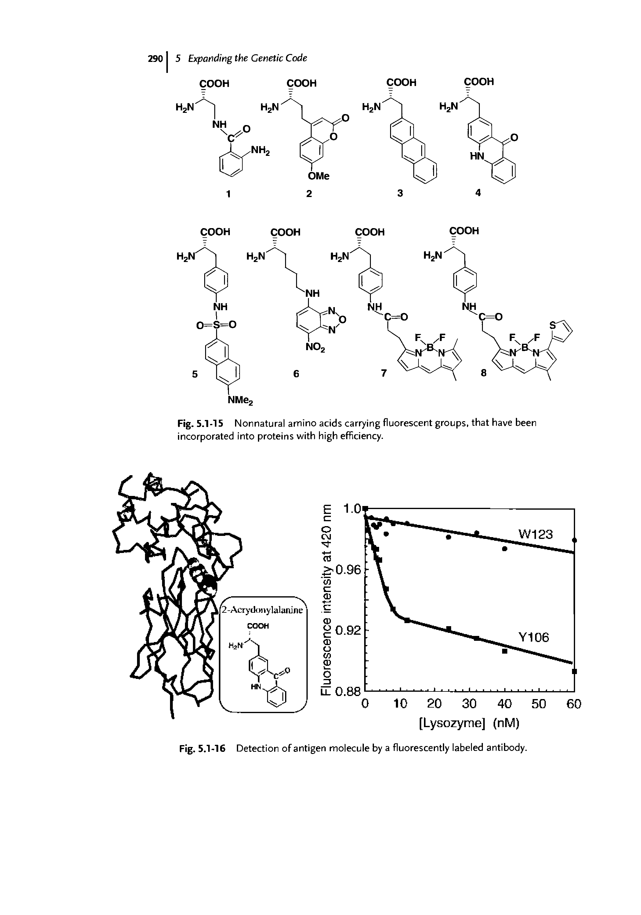 Fig. 5.1-15 Nonnatural amino acids carrying fluorescent groups, that have been incorporated into proteins with high efficiency.
