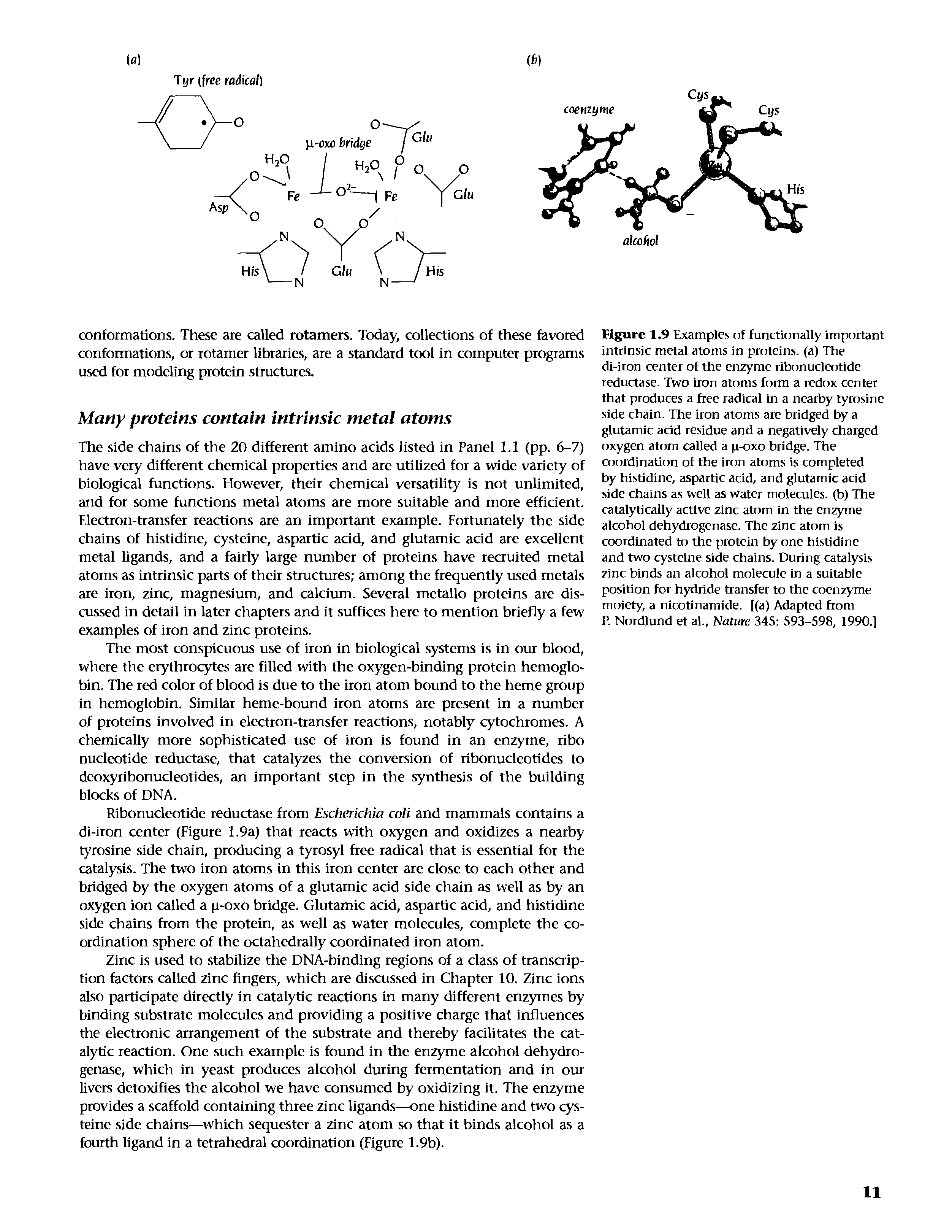 Figure 1.9 Examples of functionally important intrinsic metal atoms in proteins, (a) The di-iron center of the enzyme ribonucleotide reductase. Two iron atoms form a redox center that produces a free radical in a nearby tyrosine side chain. The iron atoms are bridged by a glutamic acid residue and a negatively charged oxygen atom called a p-oxo bridge. The coordination of the iron atoms is completed by histidine, aspartic acid, and glutamic acid side chains as well as water molecules, (b) The catalytically active zinc atom in the enzyme alcohol dehydrogenase. The zinc atom is coordinated to the protein by one histidine and two cysteine side chains. During catalysis zinc binds an alcohol molecule in a suitable position for hydride transfer to the coenzyme moiety, a nicotinamide, [(a) Adapted from P. Nordlund et al., Nature 345 593-598, 1990.)...