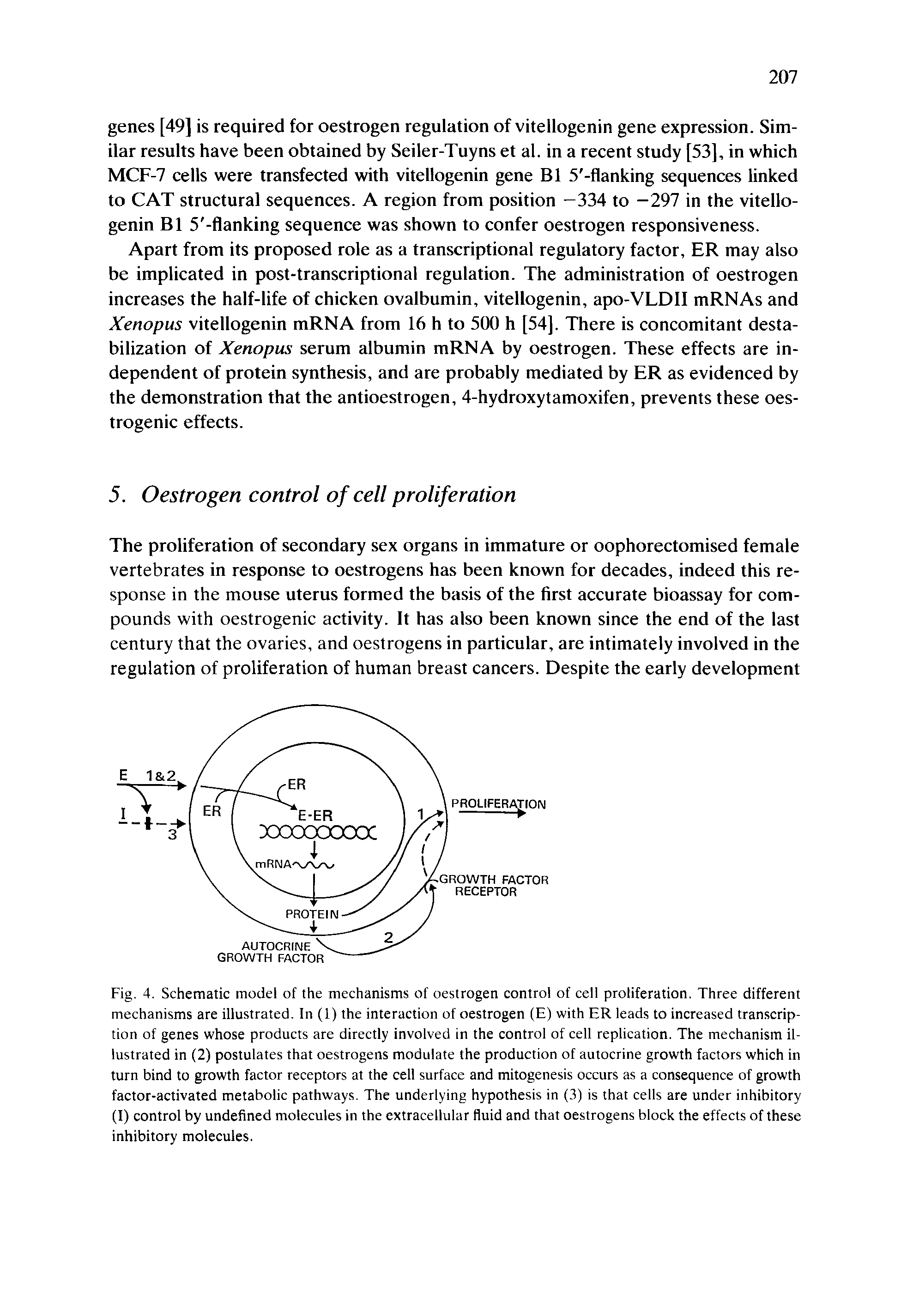 Fig. 4. Schematic model of the mechanisms of oestrogen control of cell proliferation. Three different mechanisms are illustrated. In (1) the interaction of oestrogen (E) with ER leads to increased transcription of genes whose products are directly involved in the control of cell replication. The mechanism illustrated in (2) postulates that oestrogens modulate the production of autocrine growth factors which in turn bind to growth factor receptors at the cell surface and mitogenesis occurs as a consequence of growth factor-activated metabolic pathways. The underlying hypothesis in (3) is that cells are under inhibitory (I) control by undefined molecules in the extracellular fluid and that oestrogens block the effects of these inhibitory molecules.