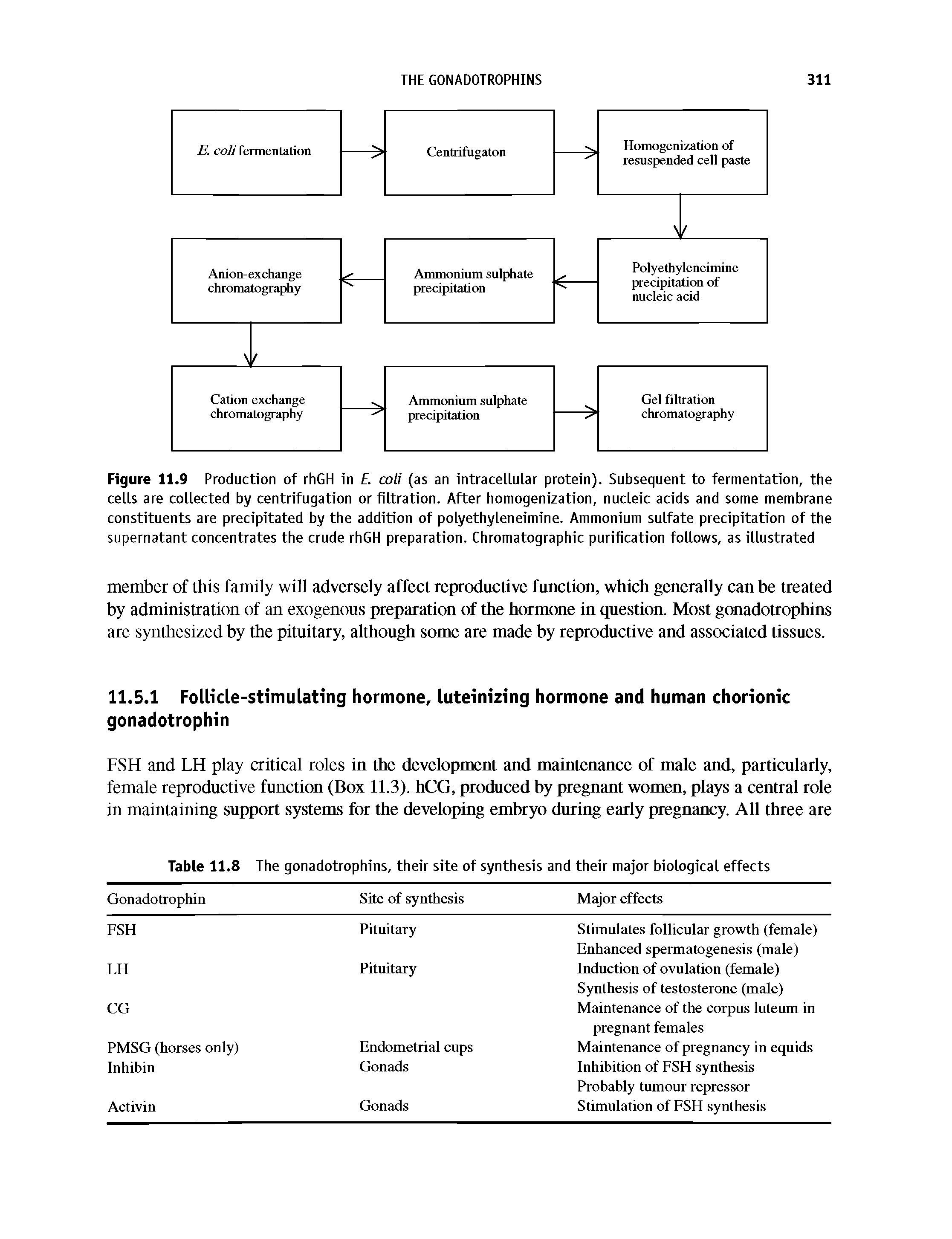 Figure 11.9 Production of rhGH in . coli (as an intracellular protein). Subsequent to fermentation, the cells are collected by centrifugation or filtration. After homogenization, nucleic acids and some membrane constituents are precipitated by the addition of polyethyleneimine. Ammonium sulfate precipitation of the supernatant concentrates the crude rhGH preparation. Chromatographic purification follows, as illustrated...