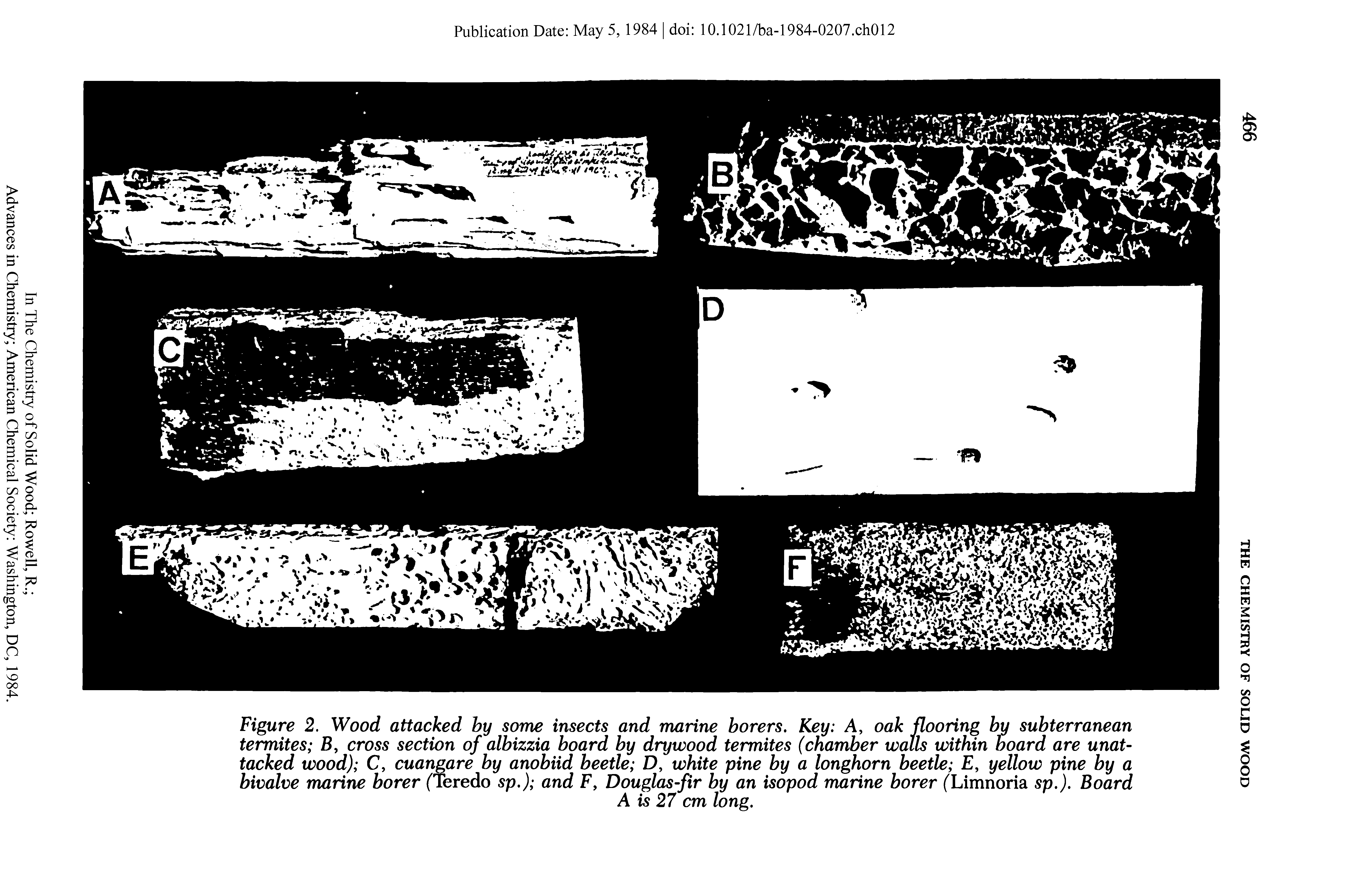 Figure 2. Wood attacked by some insects and marine borers. Key A, oak flooring by subterranean termites B, cross section of albizzia board by drywood termites (chamber walls within board are unattacked wood) C, cuangare by anobiid beetle D, white pine by a longhorn beetle , yellow pine by a bivalve marine borer ("Teredo sp.) and F, Douglas-fir by an isopod marine borer ( Limnoria sp.). Board...