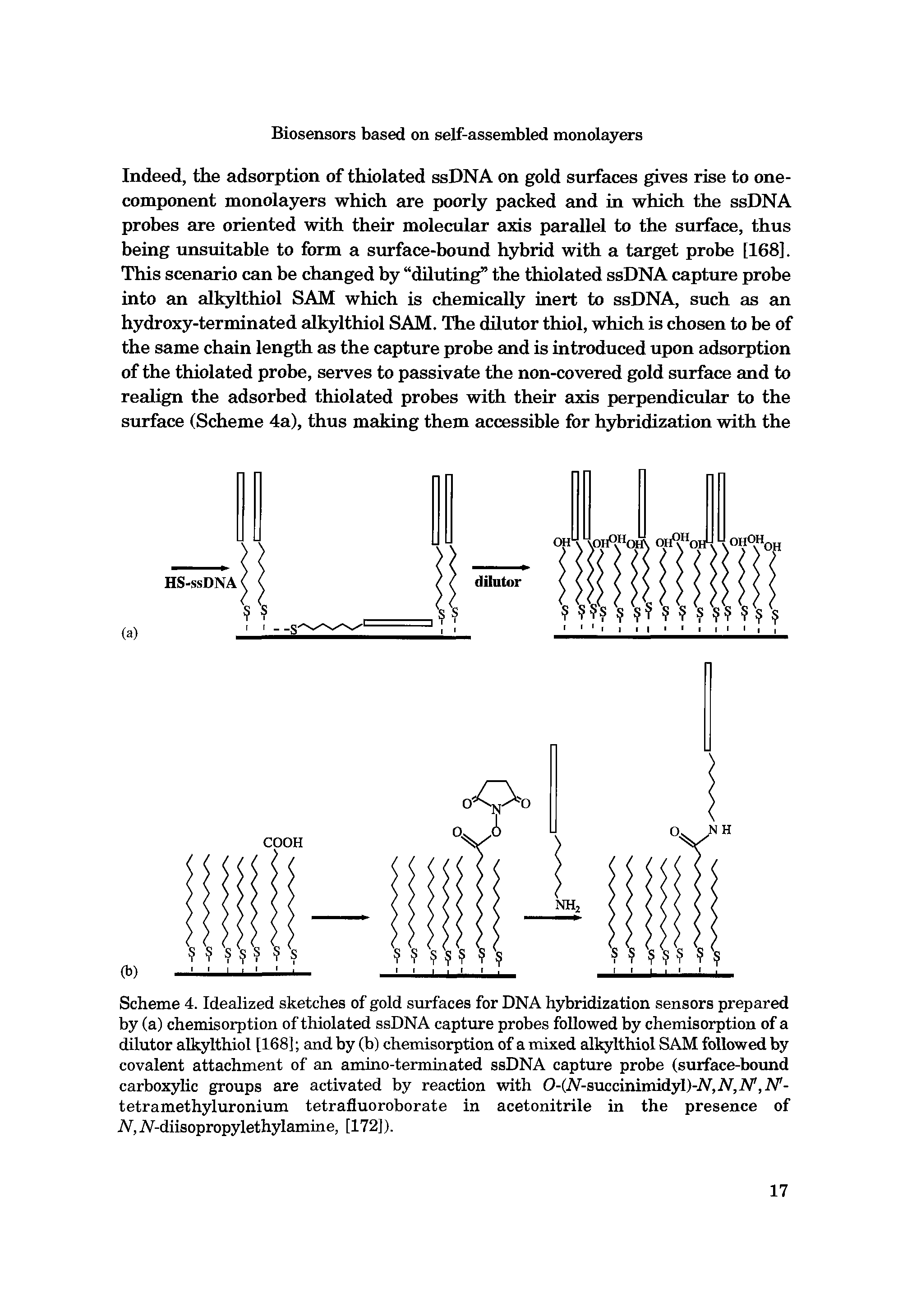 Scheme 4. Idealized sketches of gold surfaces for DNA hybridization sensors prepared by (a) chemisorption of thiolated ssDNA capture probes followed by chemisorption of a dilutor alkylthiol [168] and by (b) chemisorption of a mixed alkylthiol SAM followed by covalent attachment of an amino-terminated ssDNA capture probe (surface-bound carboxylic groups are activated by reaction with 0-(N-auccimrmdyl)-N,N,N, N -tetramethyluronium tetrafluoroborate in acetonitrile in the presence of N, A-diisopropylethylamine, [172]).