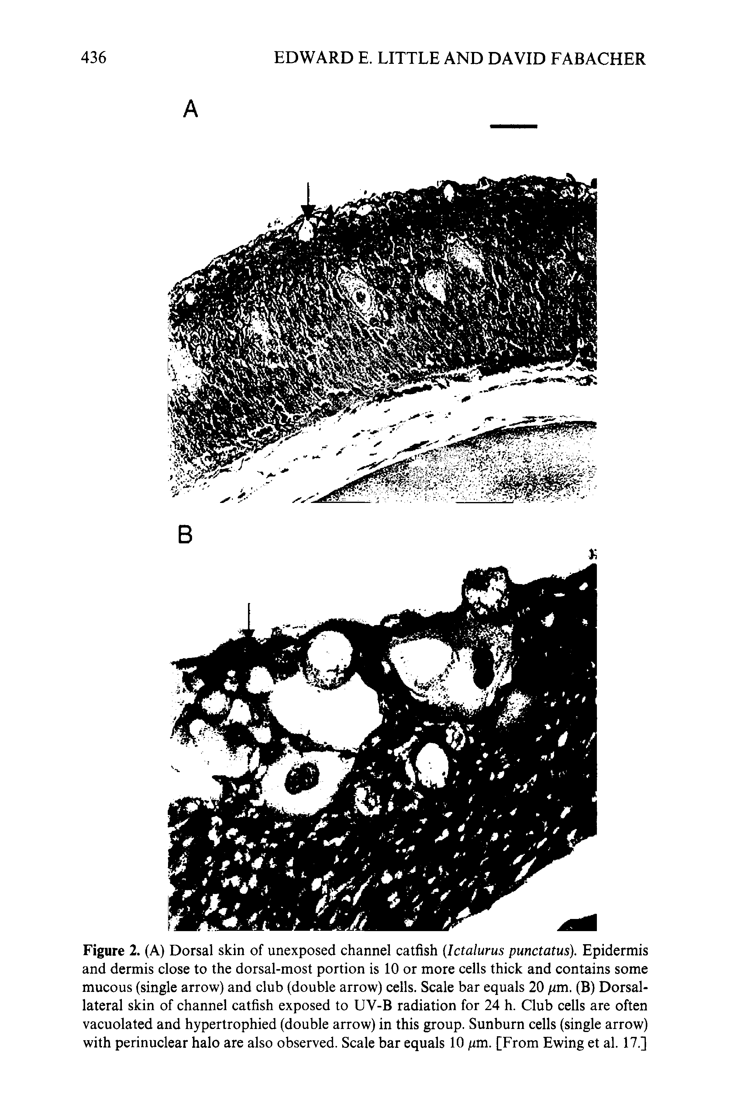 Figure 2. (A) Dorsal skin of unexposed channel catfish [Ictalurus punctatus). Epidermis and dermis close to the dorsal-most portion is 10 or more cells thick and contains some mucous (single arrow) and club (double arrow) cells. Scale bar equals 20 pm. (B) Dorsal-lateral skin of channel catfish exposed to UV-B radiation for 24 h. Club cells are often vacuolated and hypertrophied (double arrow) in this group. Sunburn cells (single arrow) with perinuclear halo are also observed. Scale bar equals 10 pm. [From Ewing et al. 17.]...