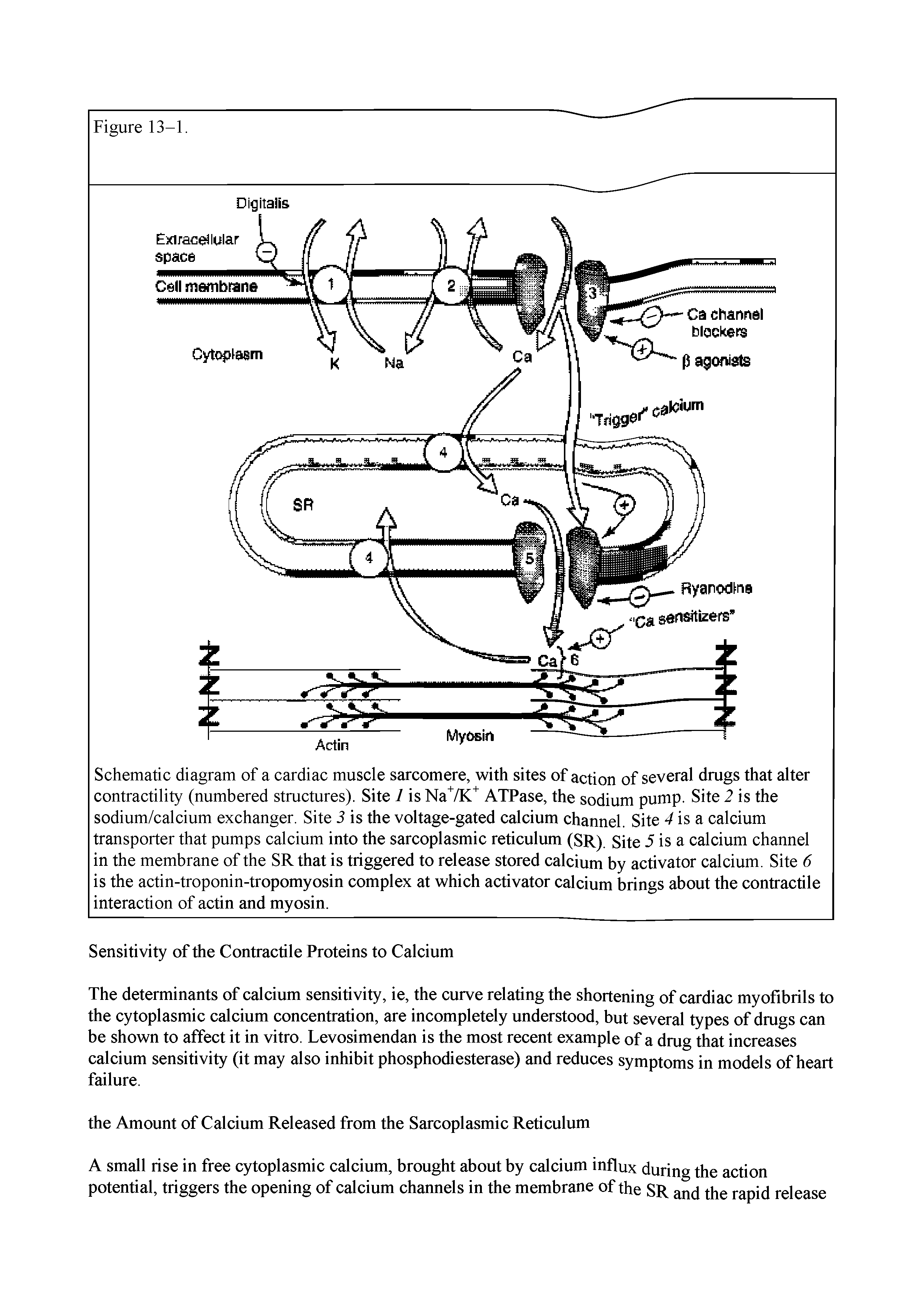 Schematic diagram of a cardiac muscle sarcomere, with sites of action of several drugs that alter contractility (numbered structures). Site 1 is Na+/K+ ATPase, the sodium pump. Site 2 is the sodium/calcium exchanger. Site 3 is the voltage-gated calcium channel. Site 4 is a calcium transporter that pumps calcium into the sarcoplasmic reticulum (SR). Site 5 is a calcium channel in the membrane of the SR that is triggered to release stored calcium by activator calcium. Site 6 is the actin-troponin-tropomyosin complex at which activator calcium brings about the contractile interaction of actin and myosin.