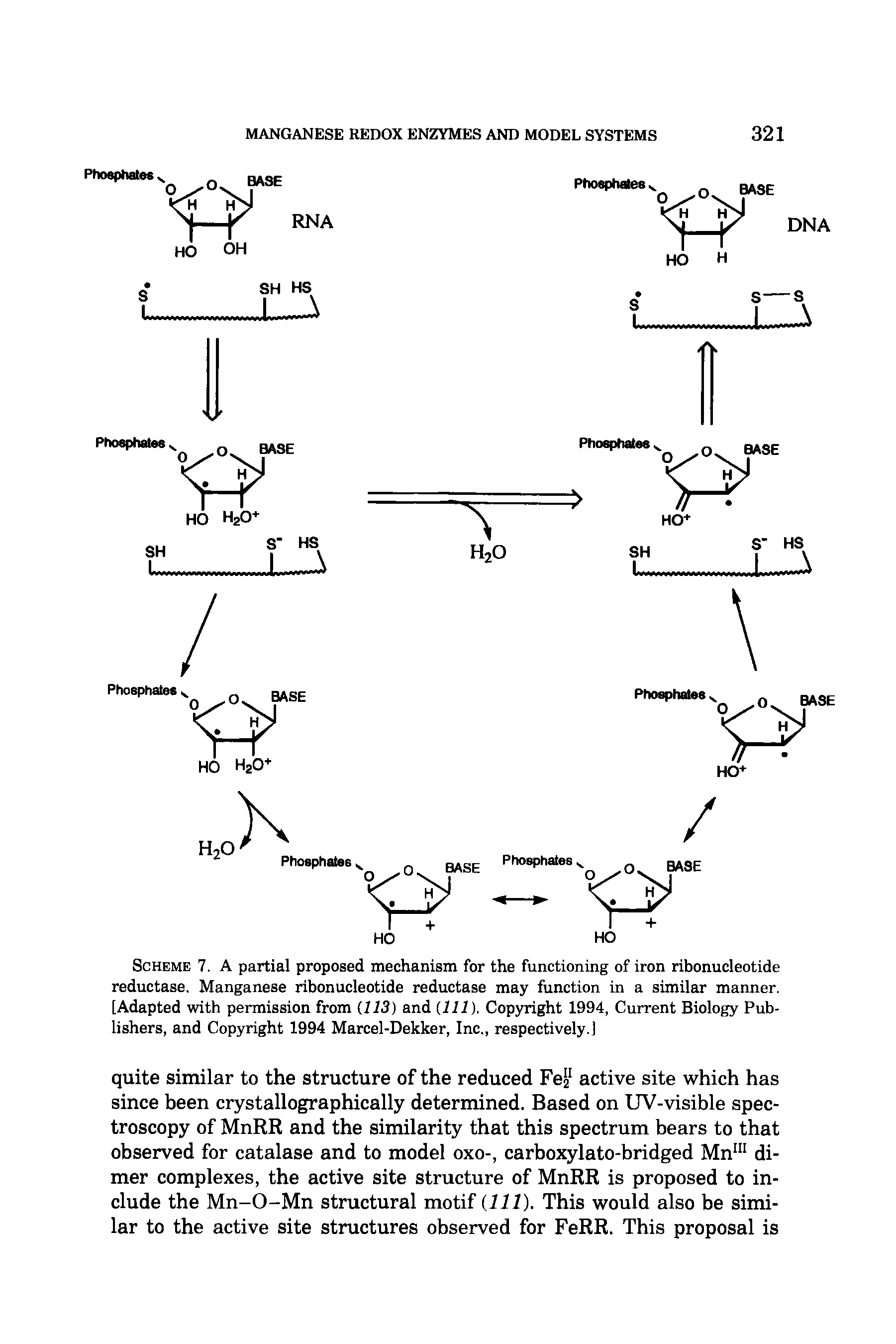 Scheme 7. A partial proposed mechanism for the functioning of iron ribonucleotide reductase. Manganese ribonucleotide reductase may function in a similar manner. [Adapted with permission from (113) and (111). Copyright 1994, Current Biology Publishers, and Copyright 1994 Marcel-Dekker, Inc., respectively.]...