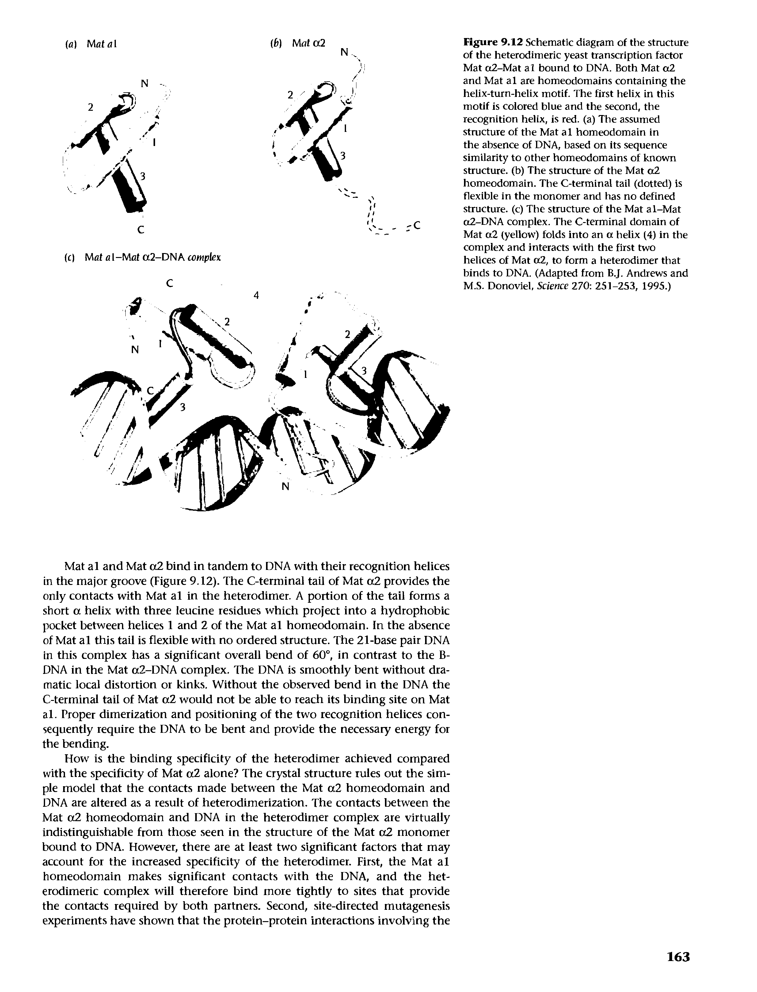 Figure 9.12 Schematic diagram of the structure of the heterodimeric yeast transcription factor Mat a2-Mat al bound to DNA. Both Mat o2 and Mat al are homeodomains containing the helix-turn-helix motif. The first helix in this motif is colored blue and the second, the recognition helix, is red. (a) The assumed structure of the Mat al homeodomain in the absence of DNA, based on Its sequence similarity to other homeodomains of known structure, (b) The structure of the Mat o2 homeodomain. The C-terminal tail (dotted) is flexible in the monomer and has no defined structure, (c) The structure of the Mat a 1-Mat a2-DNA complex. The C-terminal domain of Mat a2 (yellow) folds into an a helix (4) in the complex and interacts with the first two helices of Mat a2, to form a heterodimer that binds to DNA. (Adapted from B.J. Andrews and M.S. Donoviel, Science 270 251-253, 1995.)...