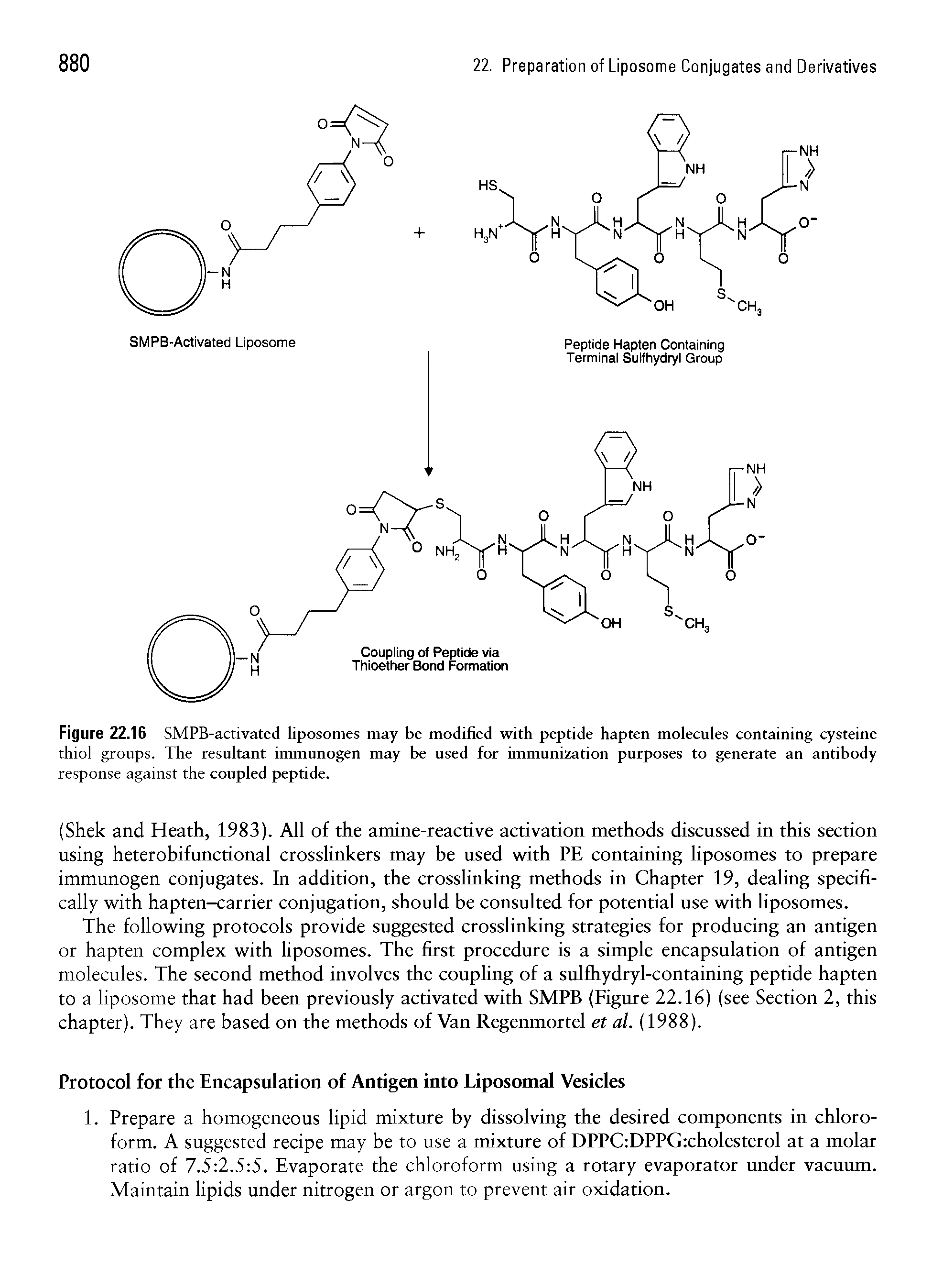 Figure 22.16 SMPB-activated liposomes may be modified with peptide hapten molecules containing cysteine thiol groups. The resultant immunogen may be used for immunization purposes to generate an antibody...