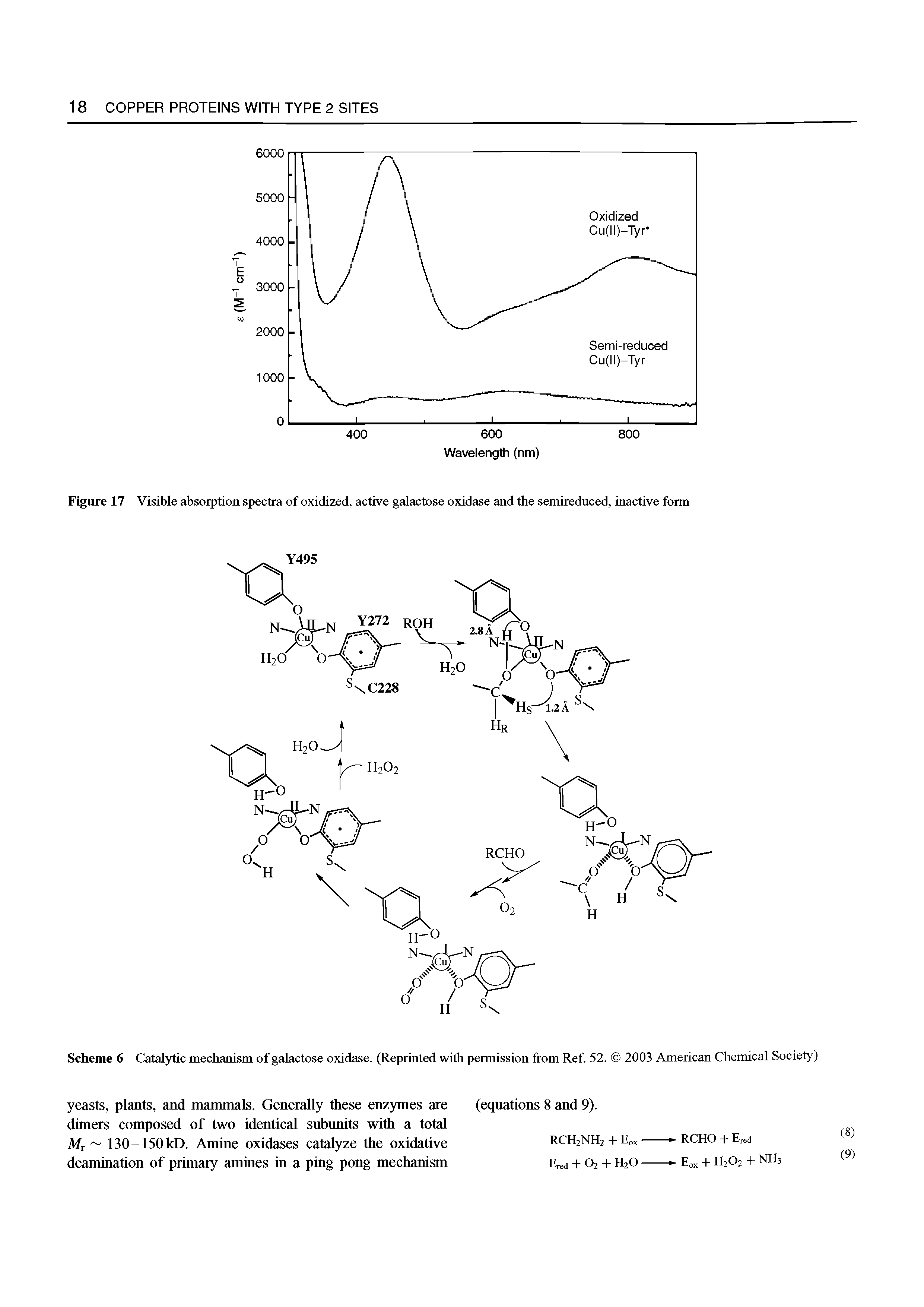 Scheme 6 Catal)ftic mechanism of galactose oxidase. (Reprinted with permission from Ref 52. 2003 American Chemical Society)...