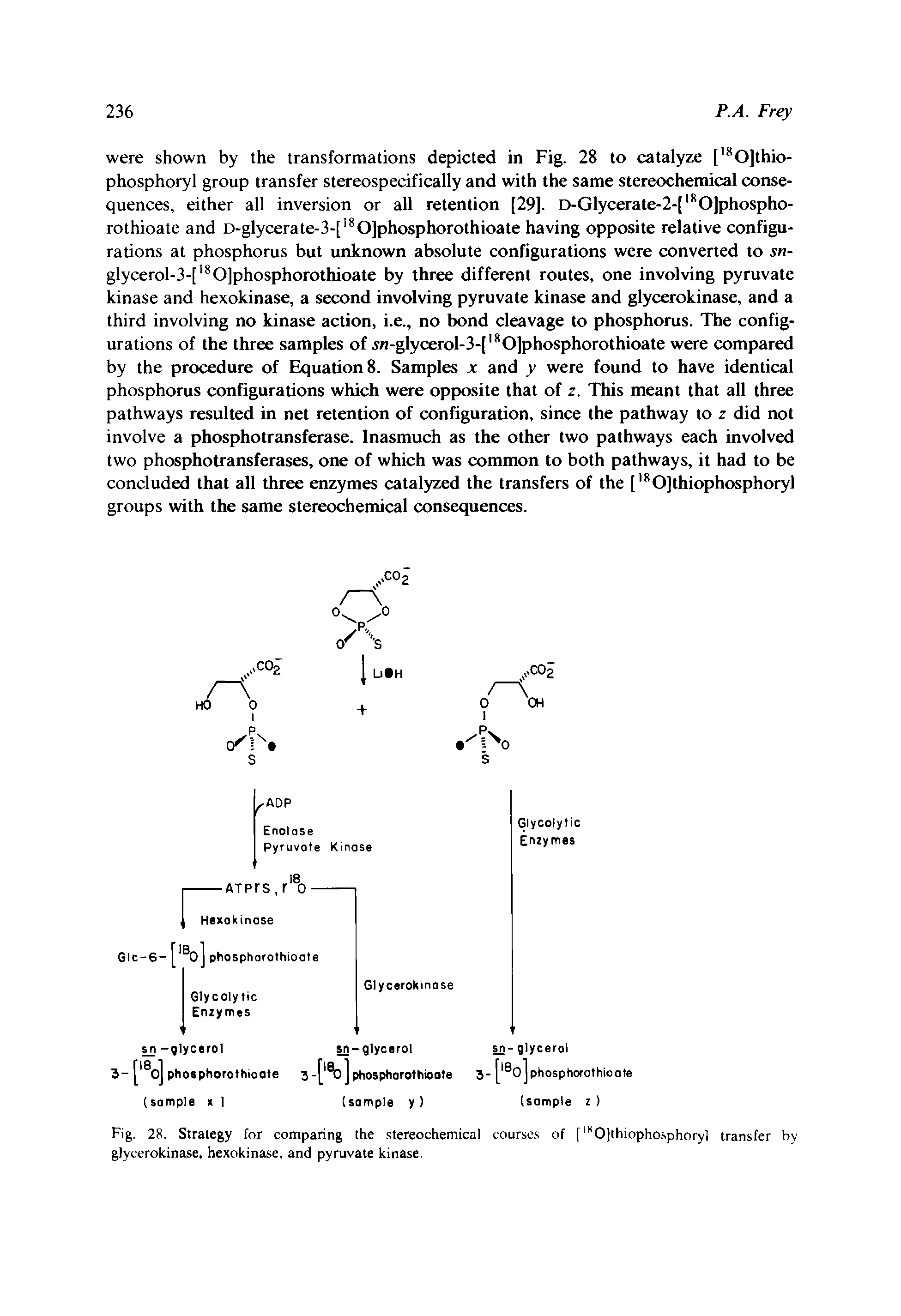 Fig. 28. Strategy for comparing the stereochemical courses of [ lsO]thiophosphoryl transfer by glycerokinase, hexokinase, and pyruvate kinase.