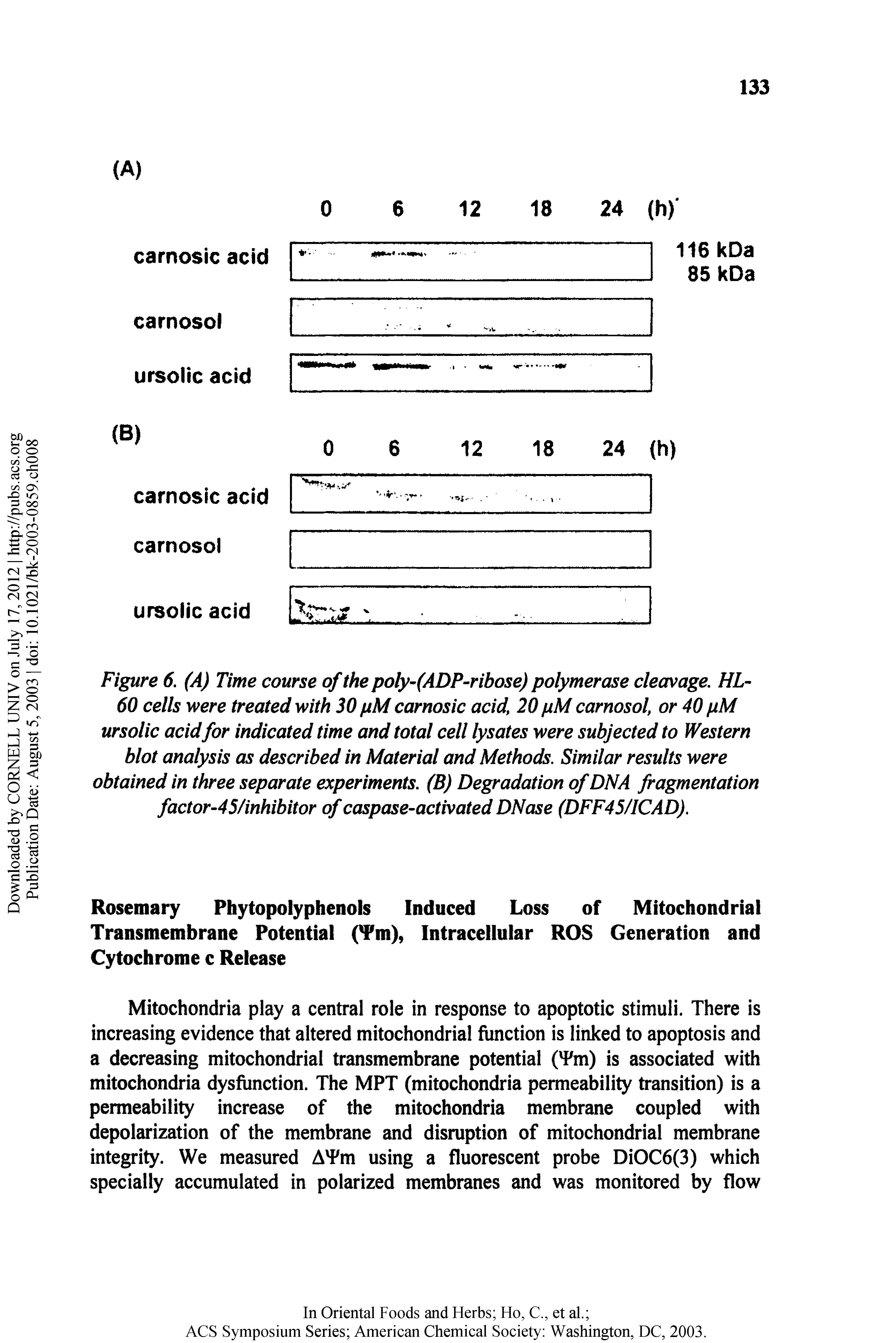 Figure 6. (A) Time course of the pofy-(ADP-ribose) polymerase cleavage. HL-60 cells were treated with 30 pM carnosic acid, 20 pM carnosol, or 40 pM ursolic acid for indicated time and total cell lysates were subjected to Western blot analysis as described in Material and Methods. Similar results were obtained in three separate experiments. (B) Degradation of DNA fragmentation factor-4S/inhibitor of caspase-activated DNase (DFF45/ICAD).