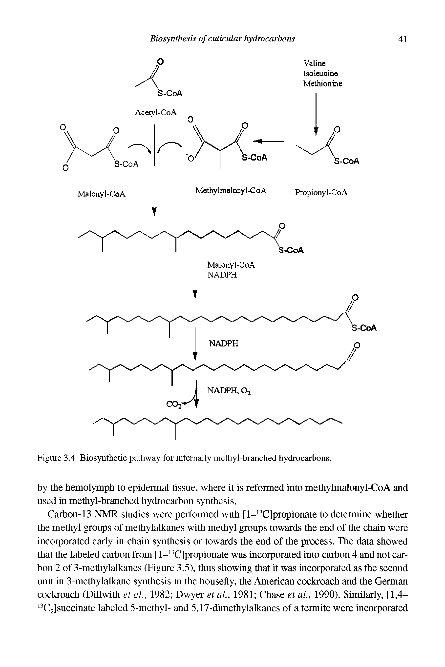Figure 3.4 Biosynthetic pathway for internally methyl-branched hydrocarbons.