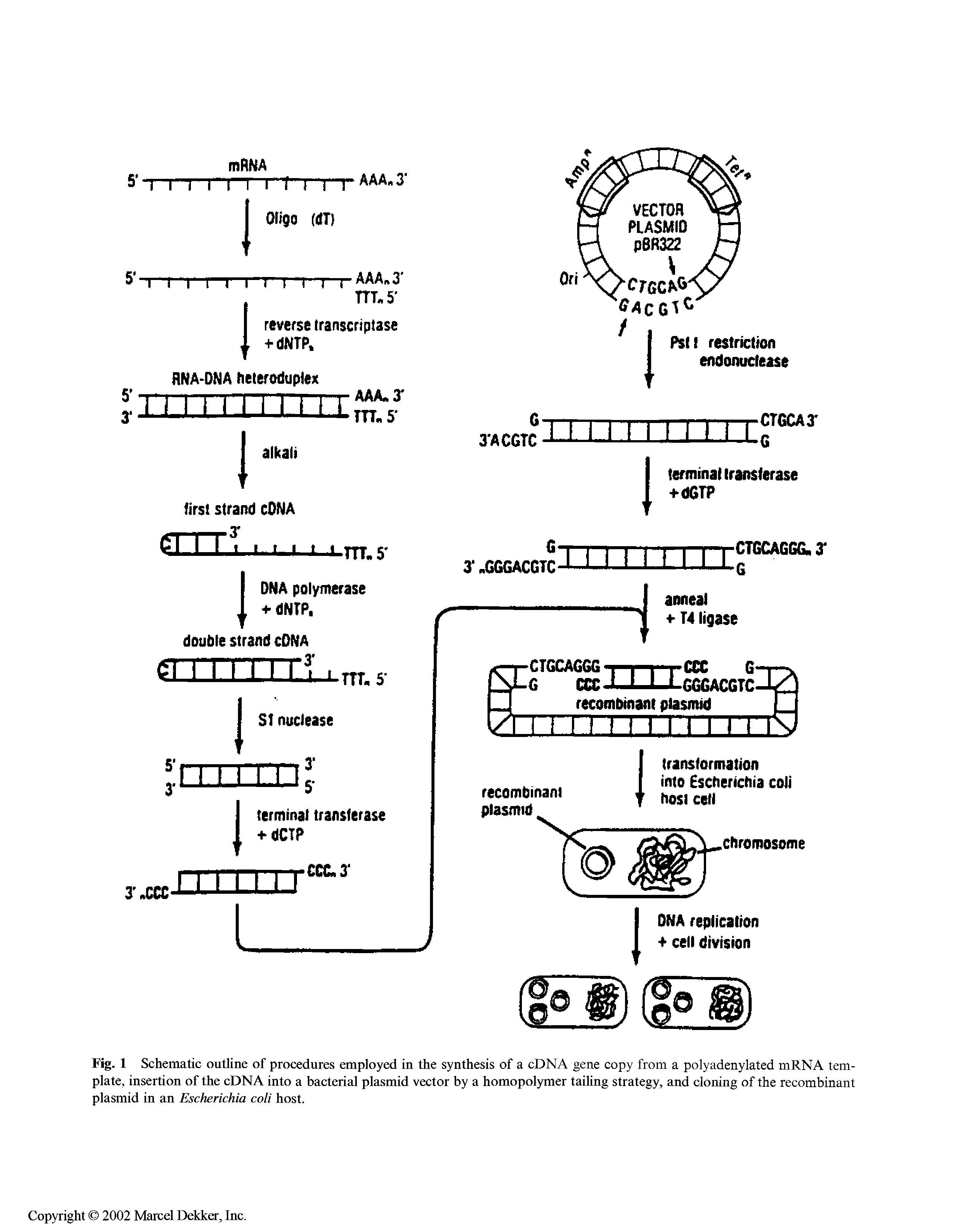 Fig. 1 Schematic outline of procedures employed in the synthesis of a cDNA gene copy from a polyadenylated mRNA template, insertion of the cDNA into a bacterial plasmid vector by a homopolymer tailing strategy, and cloning of the recombinant plasmid in an Escherichia coli host.