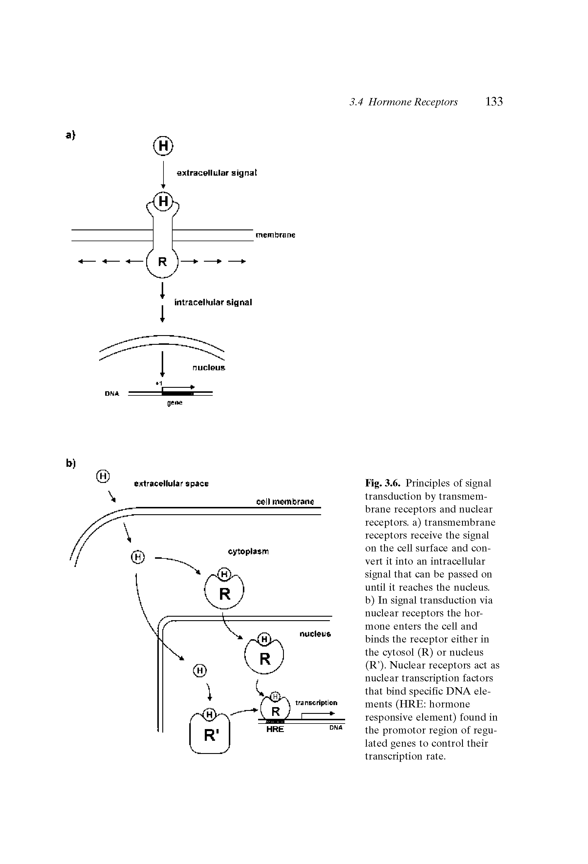 Fig. 3.6. Principles of signal transduction by transmembrane receptors and nuclear receptors, a) transmembrane receptors receive the signal on the cell surface and convert it into an intracellular signal that can be passed on until it reaches the nucleus, b) In signal transduction via nuclear receptors the hormone enters the cell and binds the receptor either in the cytosol (R) or nucleus (R ). Nuclear receptors act as nuclear transcription factors that bind specific DNA elements (HRE hormone responsive element) found in the promotor region of regulated genes to control their transcription rate.