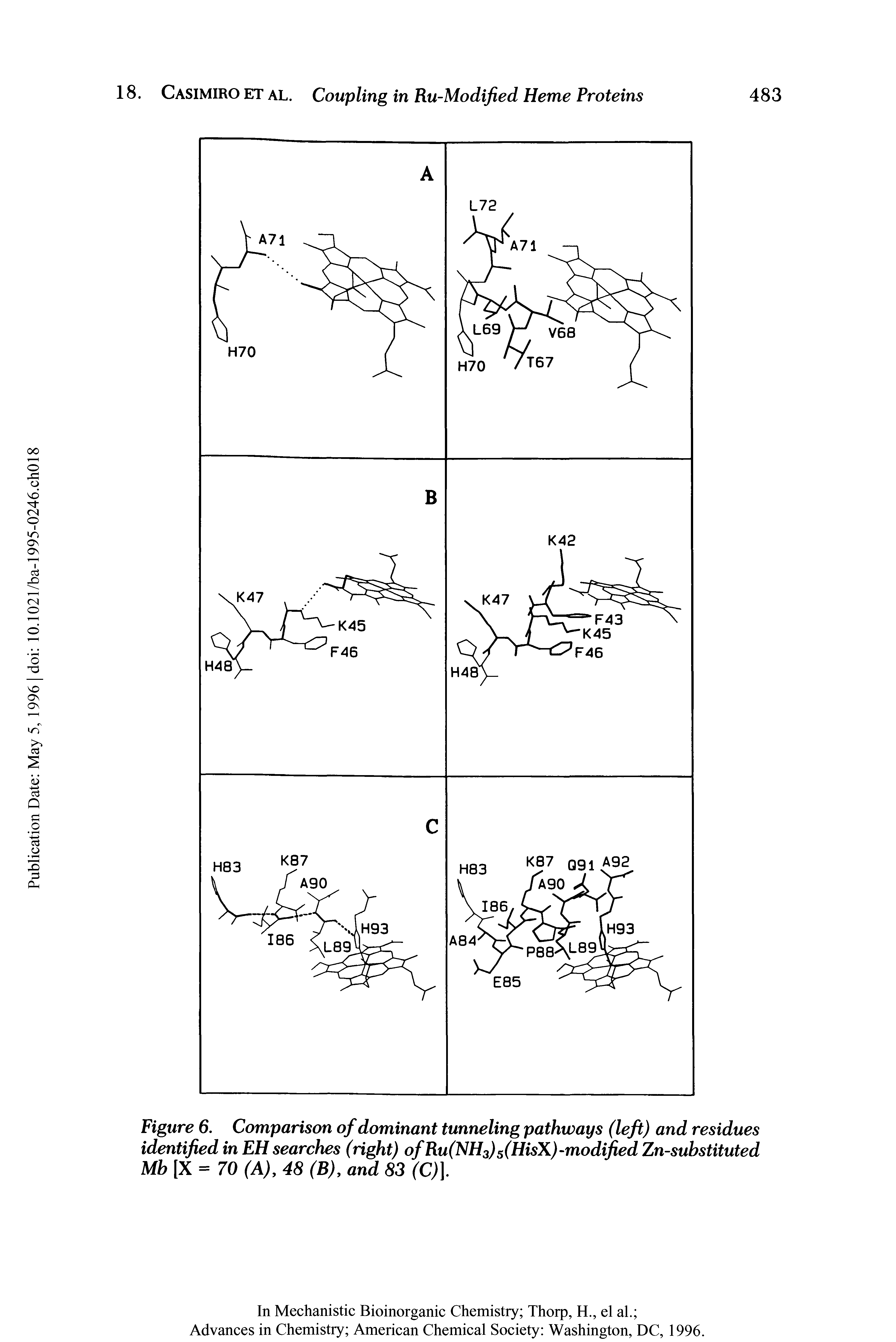 Figure 6. Comparison of dominant tunneling pathways (left) and residues identified in EH searches (right) of Ru(NH3)5(HisX)-modified Zn-substituted Mb [X = 70 (A), 48 (B), and 83 (C). ...