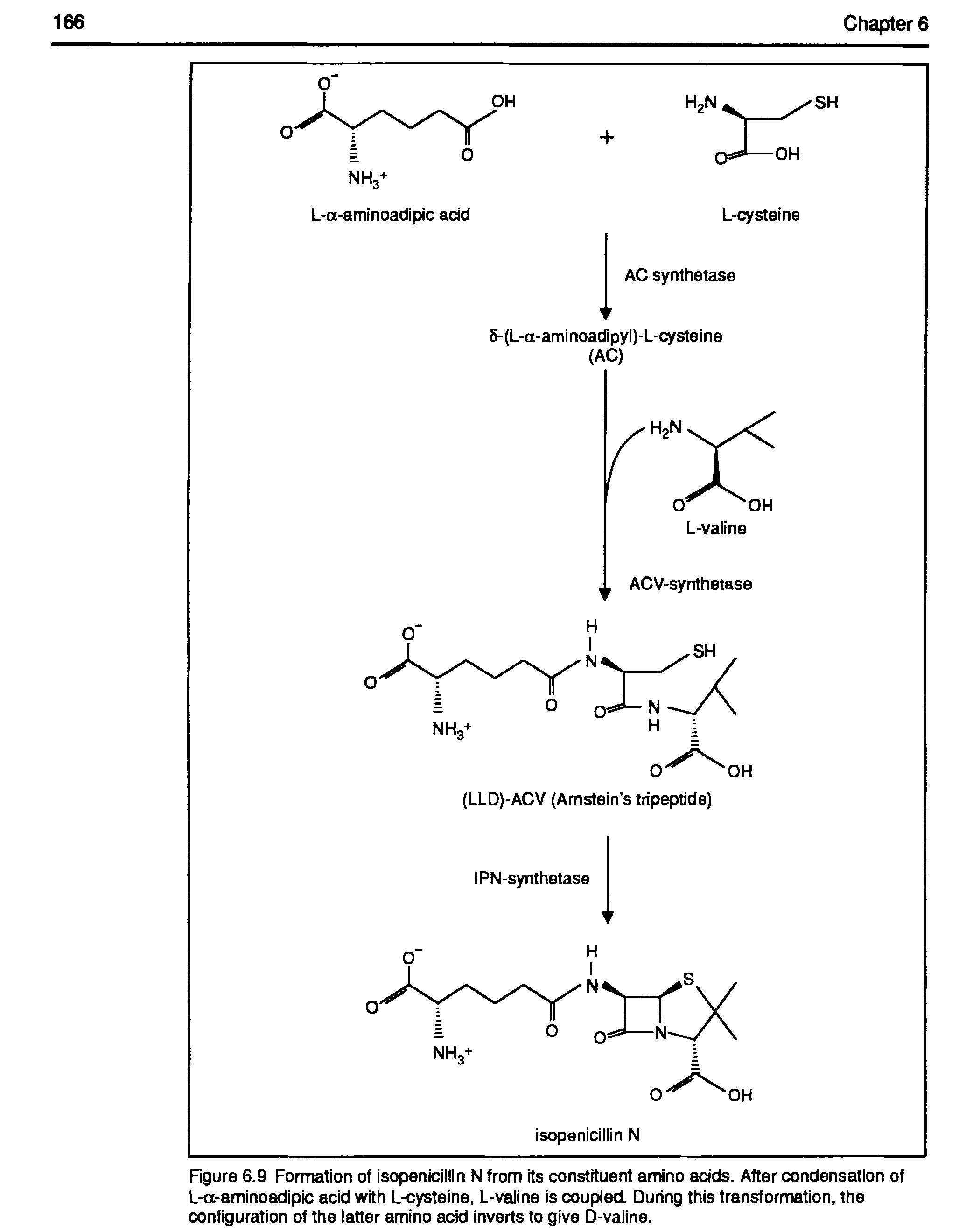 Figure 6.9 Formation of isopenicillin N from its constituent amino acids. After condensation of L-a-aminoadipic acid with L-cysteine, L-valine is coupled. During this transformation, the configuration of the latter amino acid inverts to give D-valine.