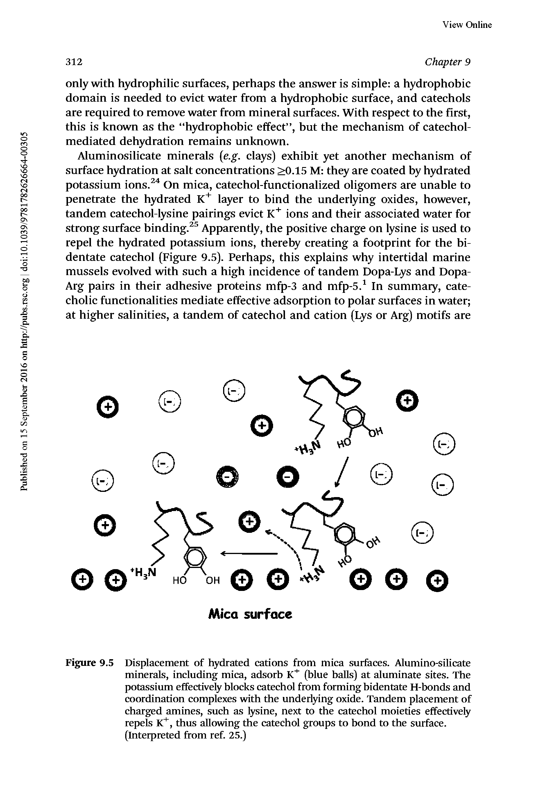 Figure 9.5 Displacement of hydrated cations from mica surfaces. Alumino-silicate minerals, including mica, adsorb (blue balls) at aluminate sites. The potassium effectively blocks catechol from forming bidentate H-bonds and coordination complexes with the underlying oxide. Tandem placement of charged amines, such as fysine, next to the catechol moieties effectively repels KT, thus allowing the catechol groups to bond to the surface. (Interpreted from ref. 25.)...