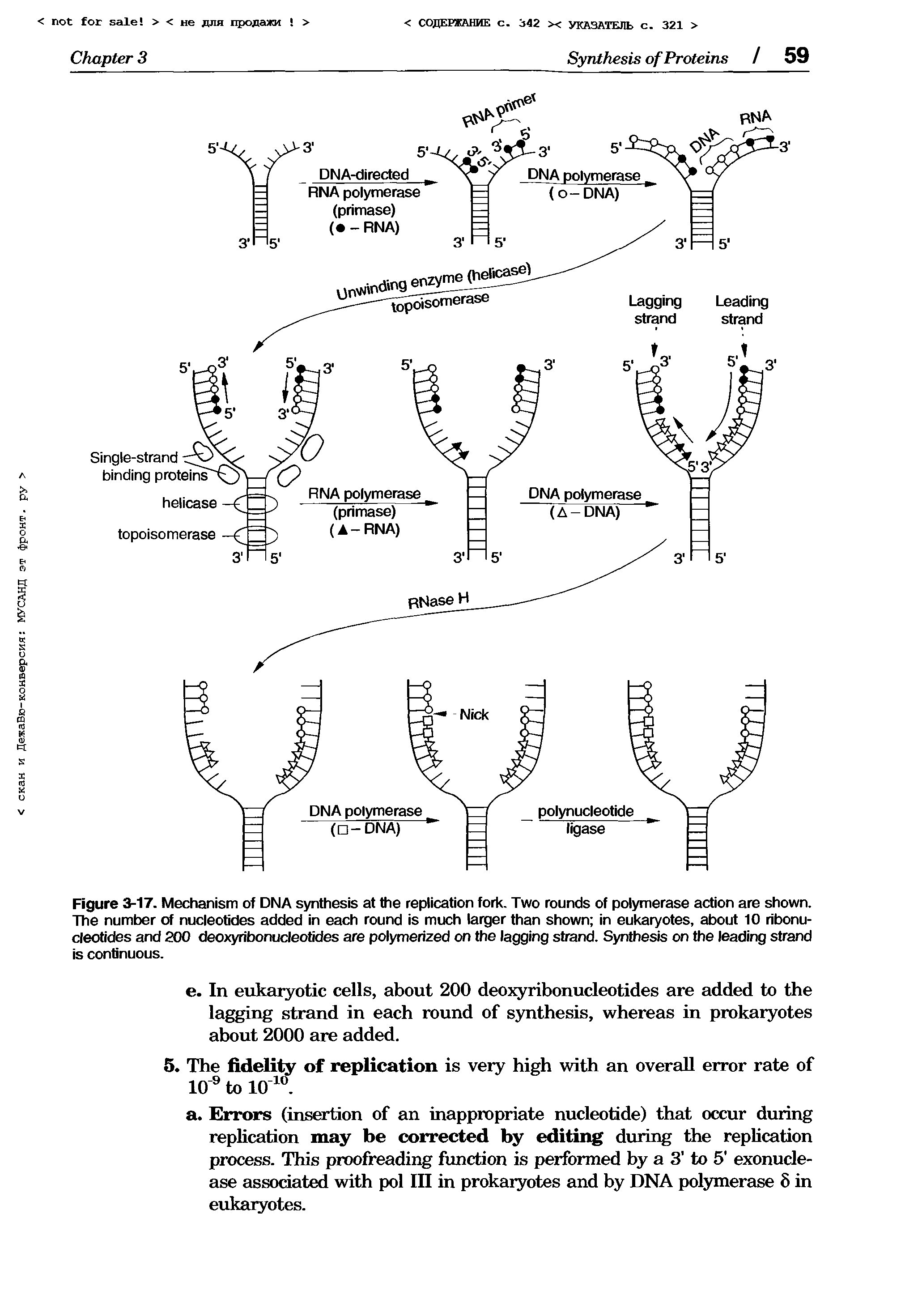 Figure 3-17. Mechanism of DNA synthesis at the replication fork. Two rounds of polymerase action are shown. The number of nucleotides added in each round is much larger than shown in eukaryotes, about 10 ribonucleotides and 200 deoxyribonucleotides are polymerized on the lagging strand. Synthesis on the leading strand is continuous.