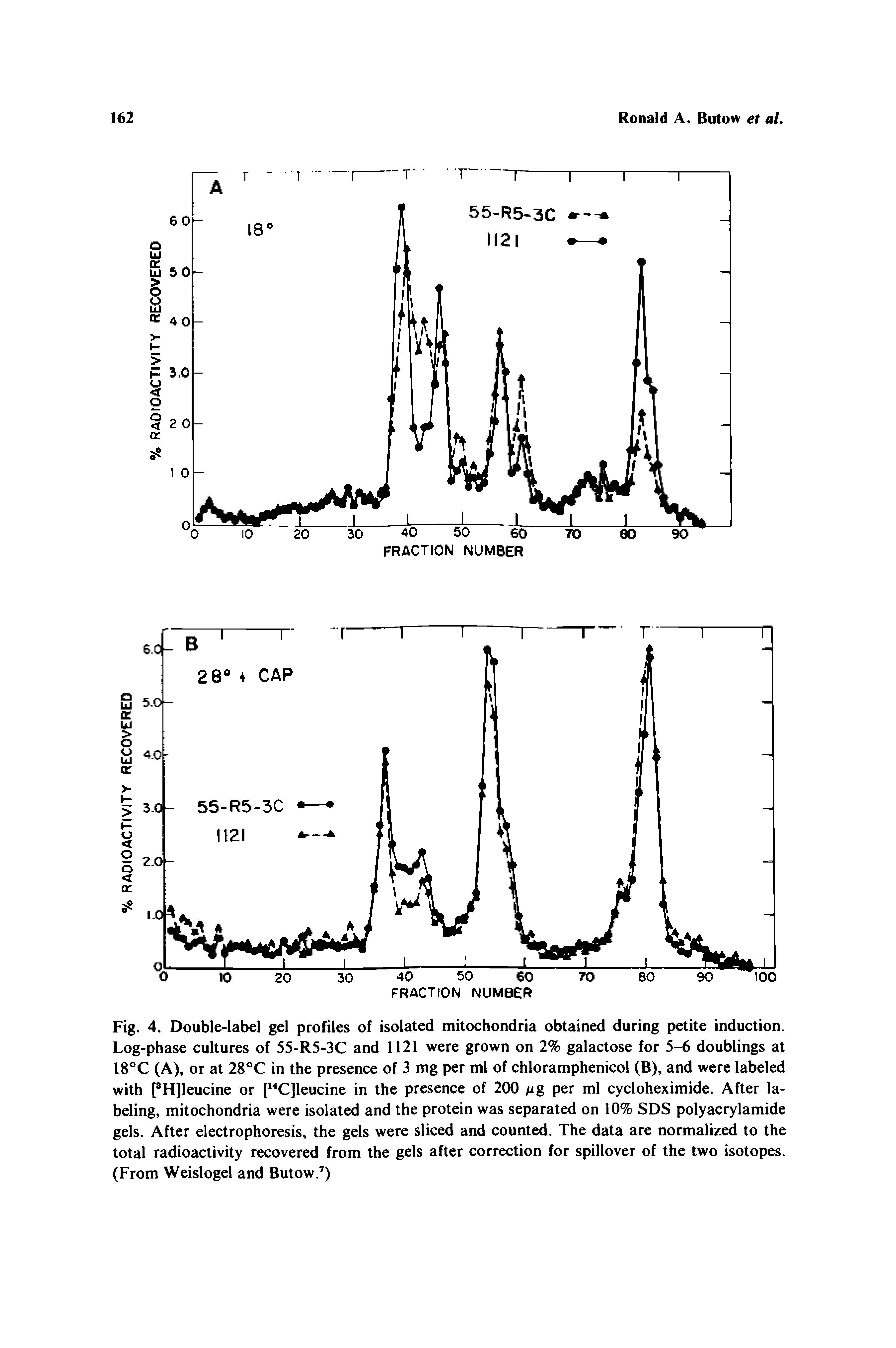 Fig. 4. Double-label gel profiles of isolated mitochondria obtained during petite induction. Log-phase cultures of 55-R5-3C and 1121 were grown on 2% galactose for 5-6 doublings at 18°C (A), or at 28°C in the presence of 3 mg per ml of chloramphenicol (B), and were labeled with [ H]leucine or [ C]leucine in the presence of 200 Mg per ml cycloheximide. After labeling, mitochondria were isolated and the protein was separated on 10% SDS polyacrylamide gels. After electrophoresis, the gels were sliced and counted. The data are normalized to the total radioactivity recovered from the gels after correction for spillover of the two isotopes. (From Weislogel and Butow. )...