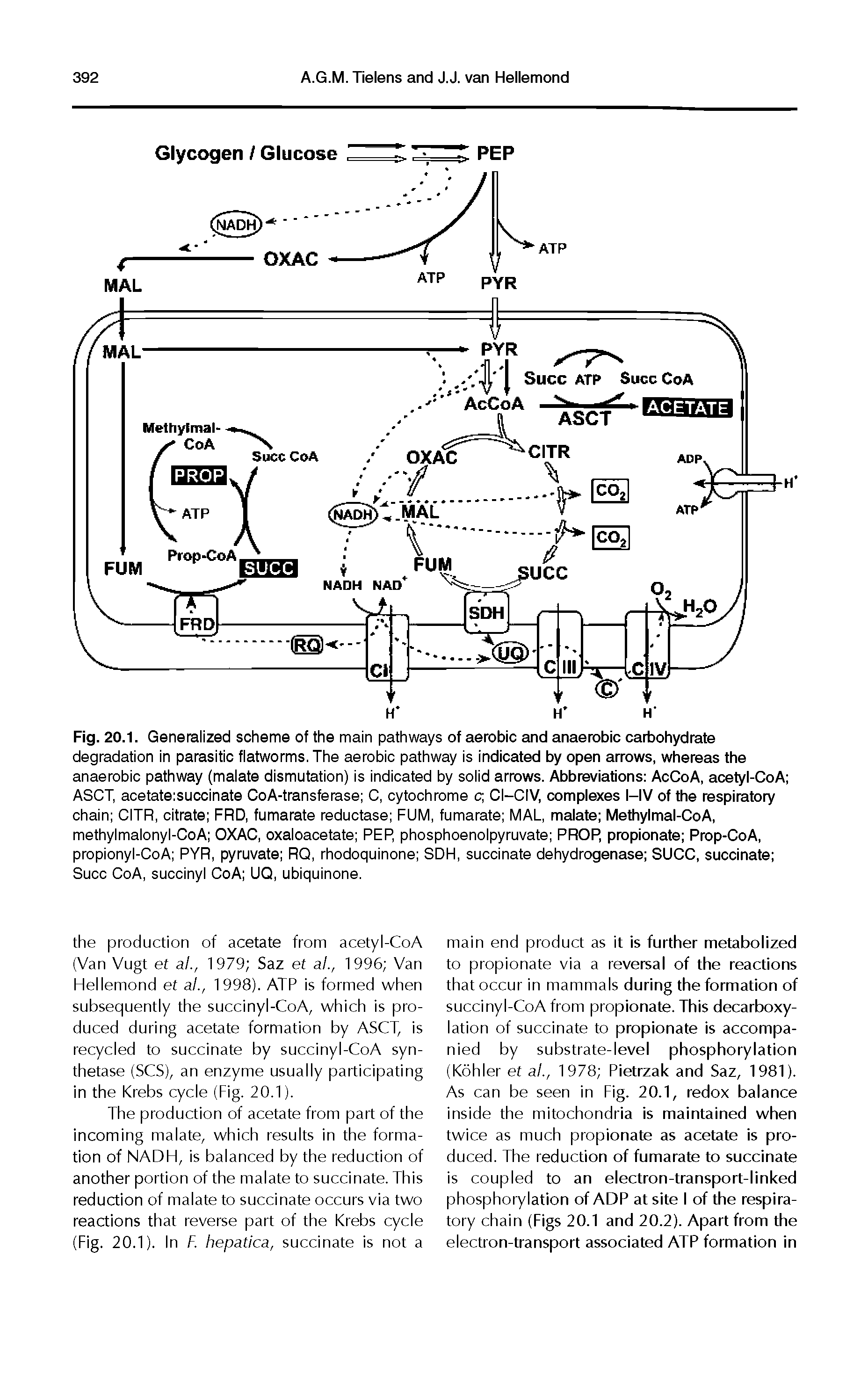 Fig. 20.1. Generalized scheme of the main pathways of aerobic and anaerobic carbohydrate degradation in parasitic flatworms. The aerobic pathway is indicated by open arrows, whereas the anaerobic pathway (malate dismutation) is indicated by solid arrows. Abbreviations AcCoA, acetyl-CoA ASCT, acetateisuccinate CoA-transferase C, cytochrome c CI-CIV, complexes I—IV of the respiratory chain CITR, citrate FRD, fumarate reductase FUM, fumarate MAL, malate Methylmal-CoA, methylmalonyl-CoA OXAC, oxaloacetate PEP, phosphoenolpyruvate PROP, propionate Prop-CoA, propionyl-CoA PYR, pyruvate RQ, rhodoquinone SDH, succinate dehydrogenase SUCC, succinate Succ CoA, succinyl CoA UQ, ubiquinone.