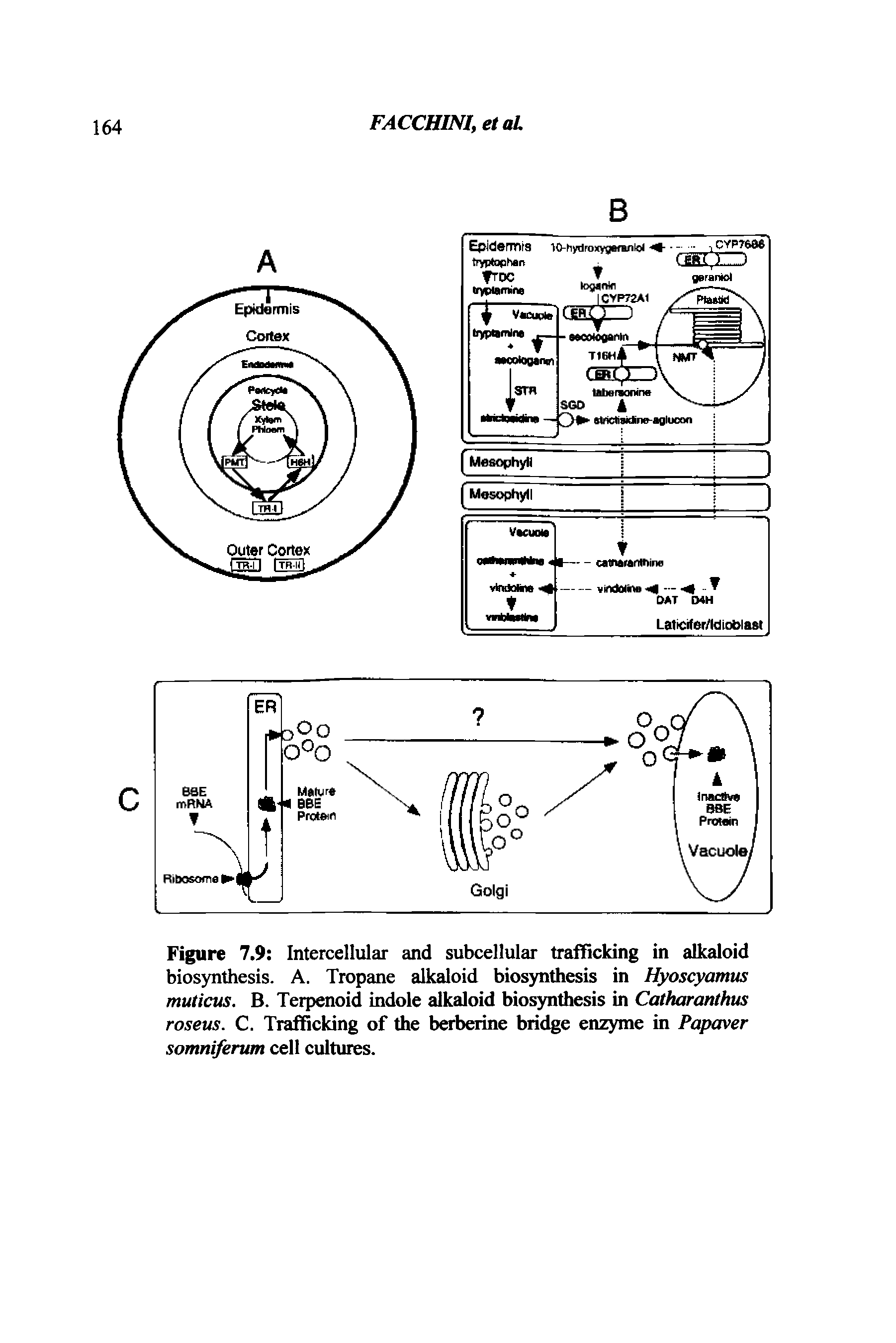 Figure 7.9 Intercellular and subcellular trafficking in alkaloid biosynthesis. A. Tropane alkaloid biosynthesis in Hyoscyamus muticus. B. Terpenoid indole alkaloid biosynthesis in Catharanthus roseus. C. Trafficking of the berberine bridge enzyme in Papaver somniferum cell cultures.