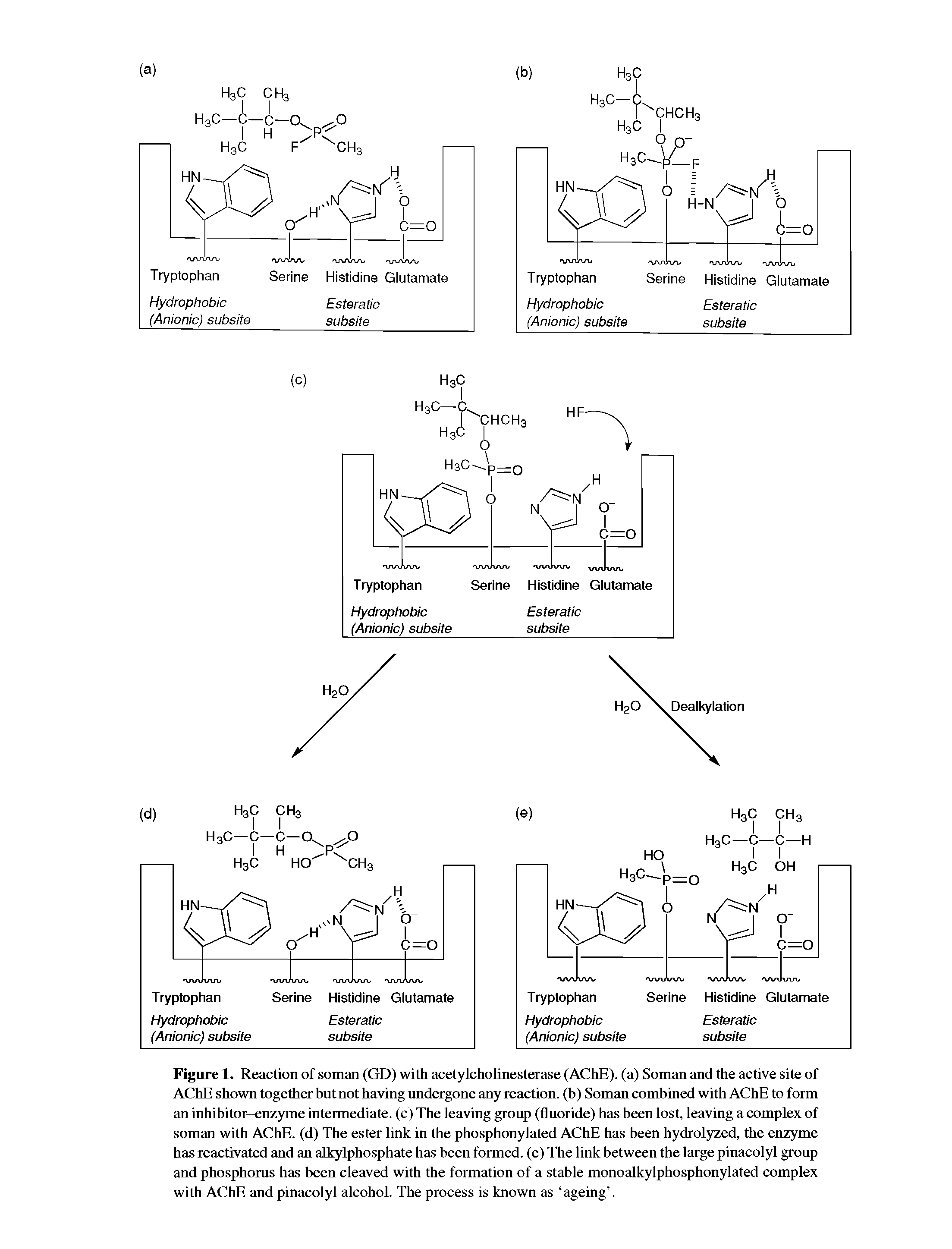 Figure 1. Reaction of soman (GD) with acetylcholinesterase (AChE). (a) Soman and the active site of AChE shown together but not having undergone any reaction, (b) Soman combined with AChE to form an inhibitor-enzyme intermediate, (c) The leaving group (fluoride) has been lost, leaving a complex of soman with AChE. (d) The ester link in the phosphonylated AChE has been hydrolyzed, the enzyme has reactivated and an alkylphosphate has been formed, (e) The link between the large pinacolyl group and phosphorus has been cleaved with the formation of a stable monoalkylphosphonylated complex with AChE and pinacolyl alcohol. The process is known as ageing .