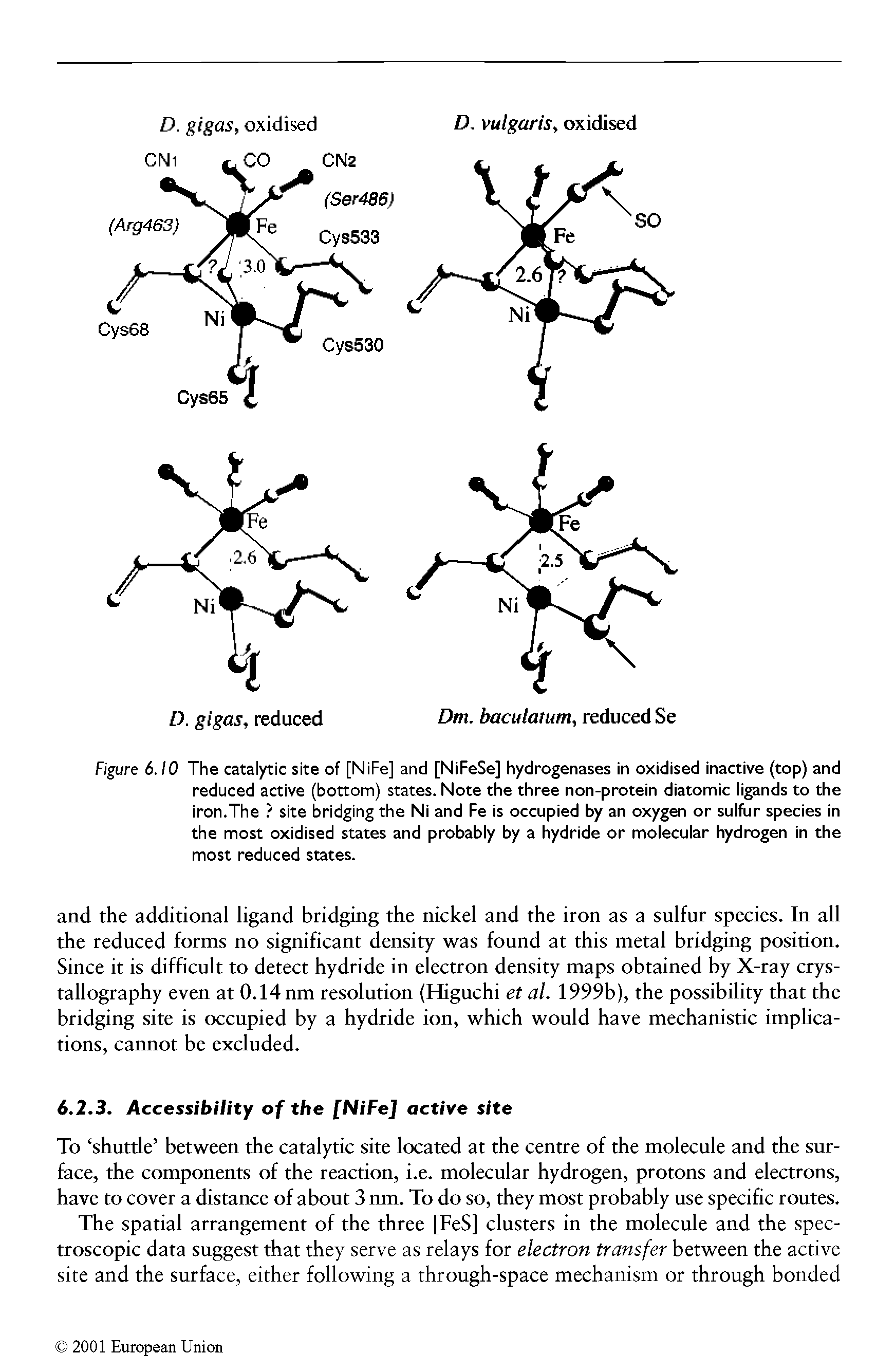 Figure 6.10 The catalytic site of [NiFe] and [NiFeSe] hydrogenases in oxidised inactive (top) and reduced active (bottom) states. Note the three non-protein diatomic ligands to the iron.The site bridging the Ni and Fe is occupied by an oxygen or sulfur species in the most oxidised states and probably by a hydride or molecular hydrogen in the most reduced states.