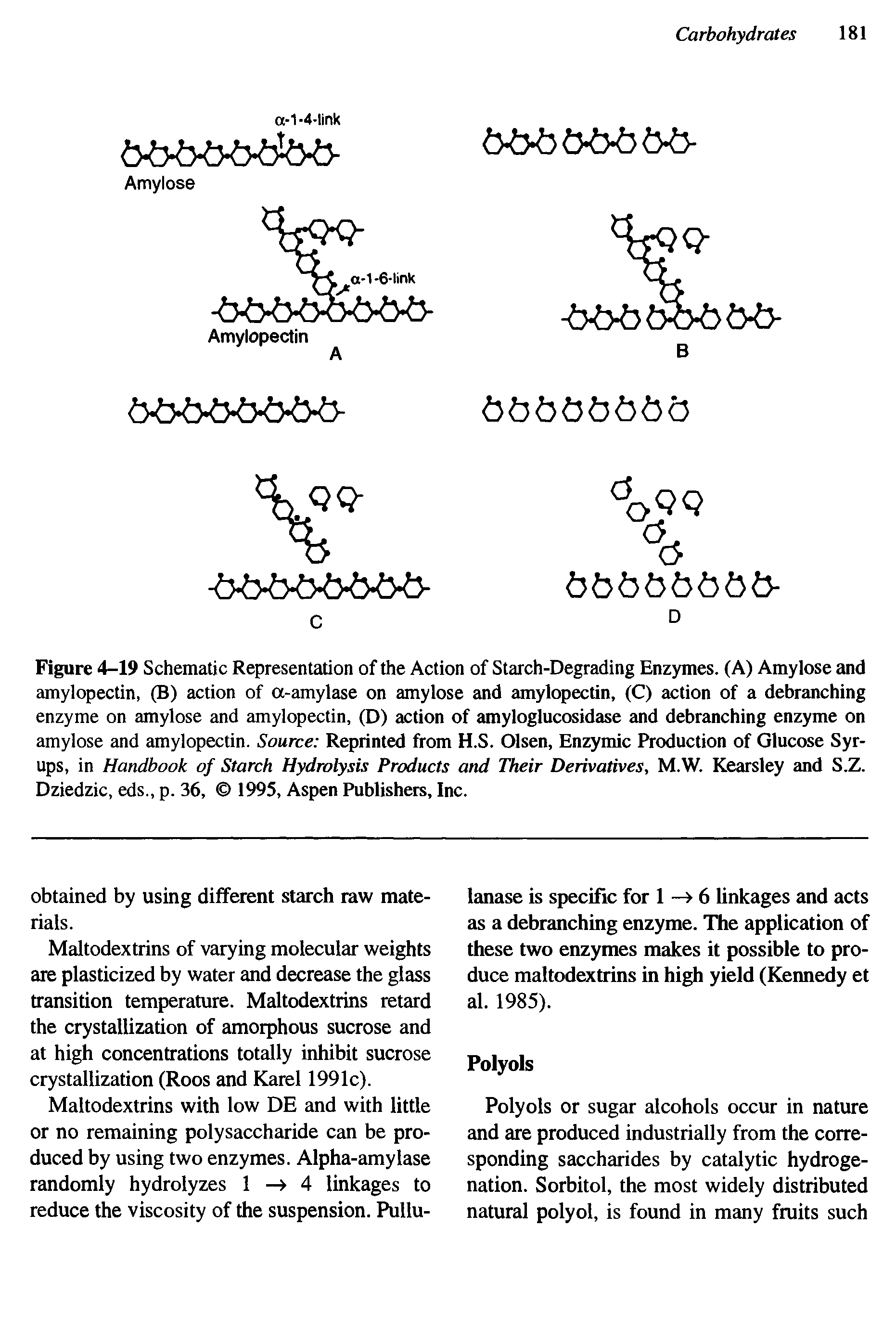 Figure 4-19 Schematic Representation of the Action of Starch-Degrading Enzymes. (A) Amylose and amylopectin, (B) action of a-amylase on amylose and amylopectin, (C) action of a debranching enzyme on amylose and amylopectin, (D) action of amyloglucosidase and debranching enzyme on amylose and amylopectin. Source Reprinted from H.S. Olsen, Enzymic Production of Glucose Syrups, in Handbook of Starch Hydrolysis Products and Their Derivatives, M.W. Kearsley and S.Z. Dziedzic, eds., p. 36, 1995, Aspen Publishers, Inc.