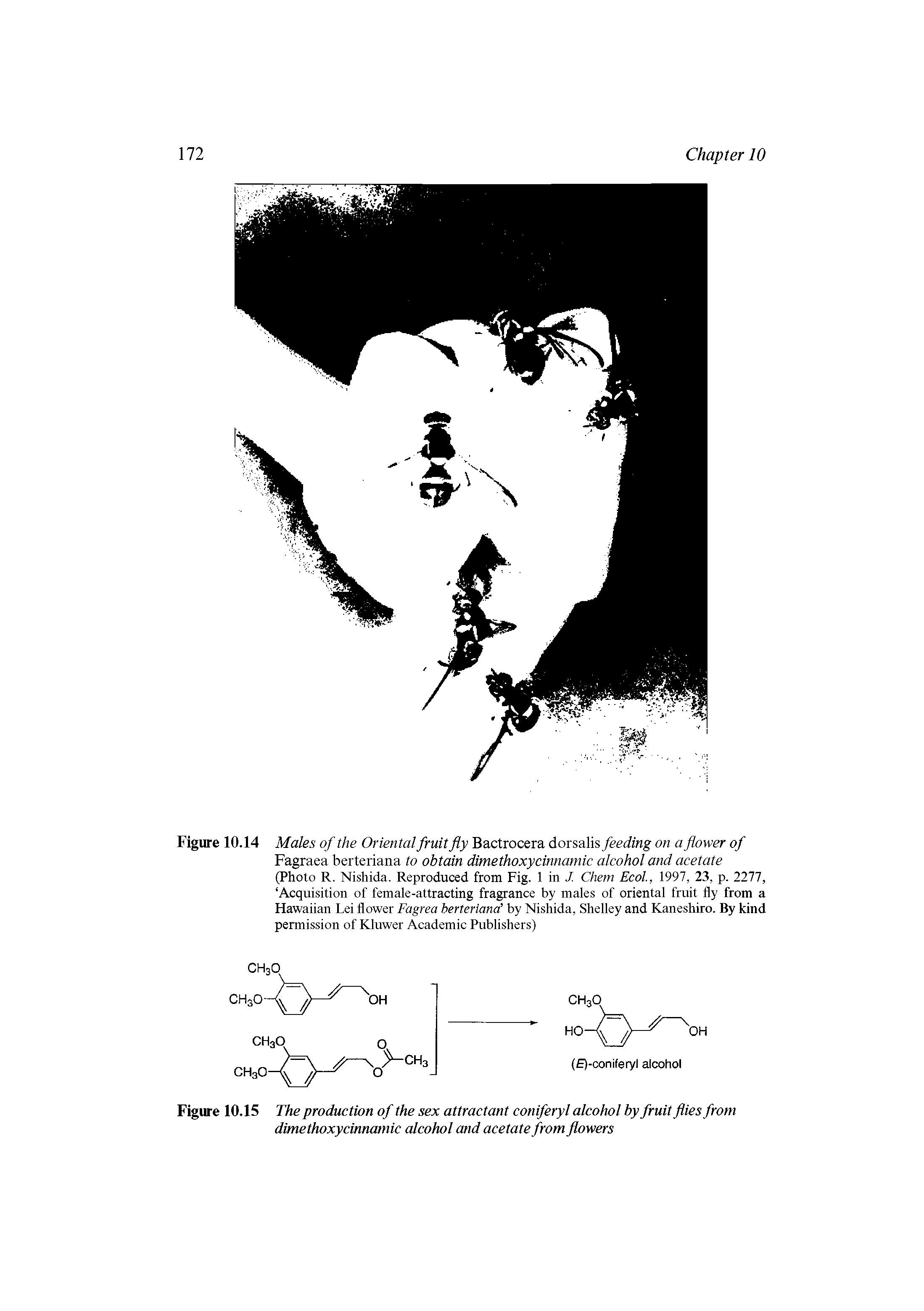 Figure 10.14 Males of the Oriental fruit fly Bactrocera dorsalis feeding on a flower of Fagraea berteriana to obtain dimethoxycinnamic alcohol and acetate (Photo R. Nishida. Reproduced from Fig. 1 in / Chem Ecol, 1997, 23, p. 2277, Acquisition of female-attracting fragrance by males of oriental fruit fly from a Hawaiian Lei flower Fagrea berteriana by Nishida, Shelley and BCaneshiro. By kind permission of Kluwer Academic Publishers)...