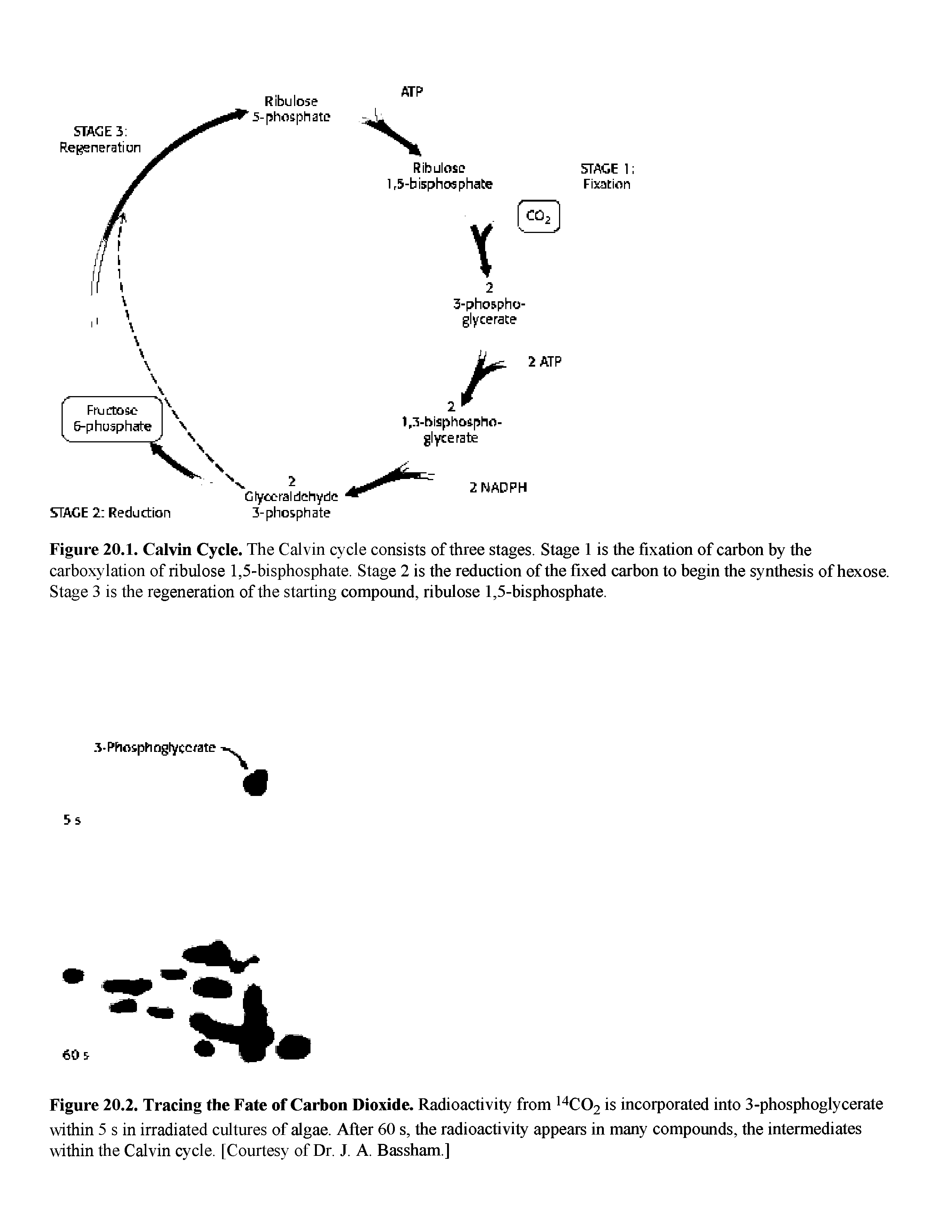Figure 20.2. Tracing the Fate of Carbon Dioxide. Radioactivity from C02 is incorporated into 3-phosphoglycerate within 5 s in irradiated cultures of algae. After 60 s, the radioactivity appears in many compounds, the intermediates within the Calvin cycle. [Courtesy of Dr. J. A. Bassham.]...