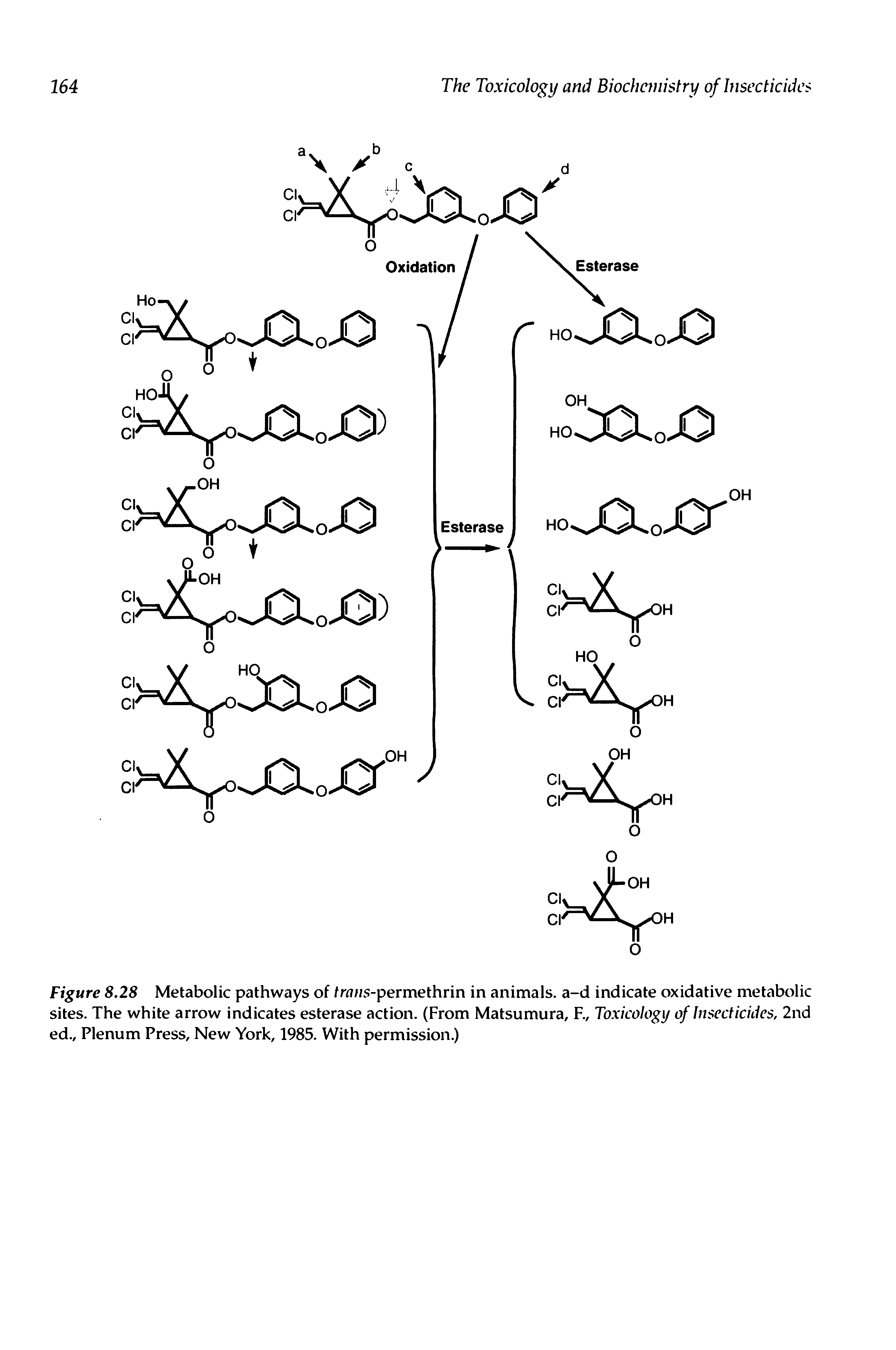 Figure 8.28 Metabolic pathways of trans-permethrin in animals, a-d indicate oxidative metabolic sites. The white arrow indicates esterase action. (From Matsu mu ra, F., Toxicology of Insecticides, 2nd ed., Plenum Press, New York, 1985. With permission.)...