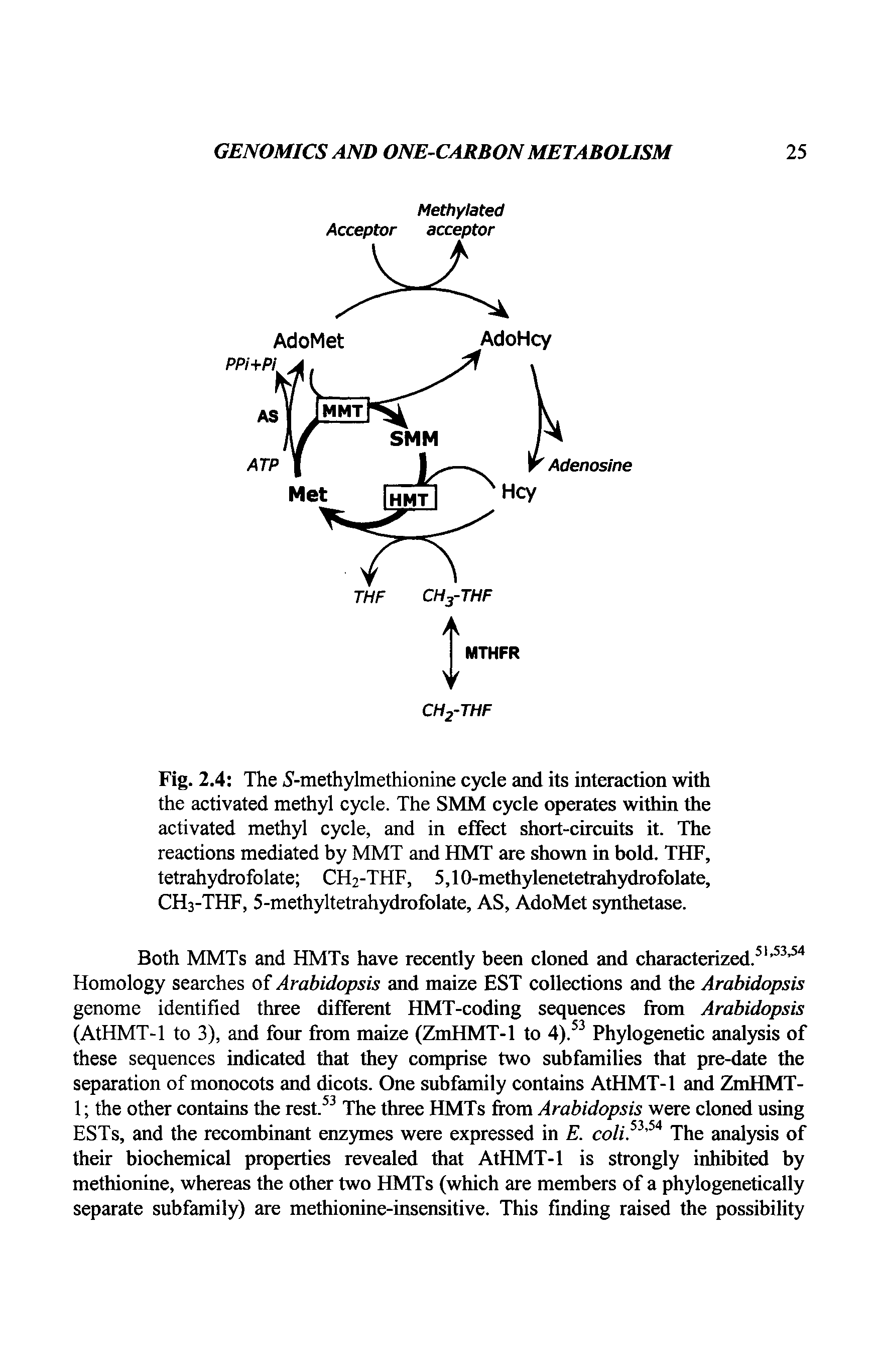 Fig. 2.4 The S-methylmethionine cycle and its interaction with the activated methyl cycle. The SMM cycle operates within the activated methyl cycle, and in effect short-circuits it. The reactions mediated by MMT and HMT are shown in bold. THF, tetrahydrofolate CH2-THF, 5,10-methylenetetrahydrofolate,...