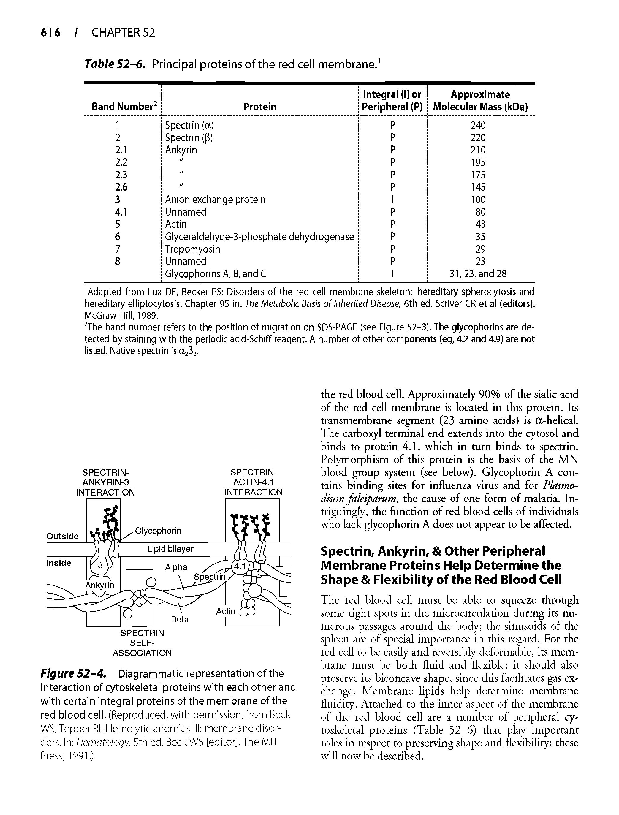 Figure 52-4. Diagrammatic representation of the interaction of cytoskeletal proteins with each other and with certain integral proteins of the membrane of the red blood cell. (Reproduced, with permission, from Beck WS, Tepper Rl Hemolytic anemias III membrane disorders. In Hematology, 5th ed. Beck WS [editor]. The MIT Press, 1991.)...