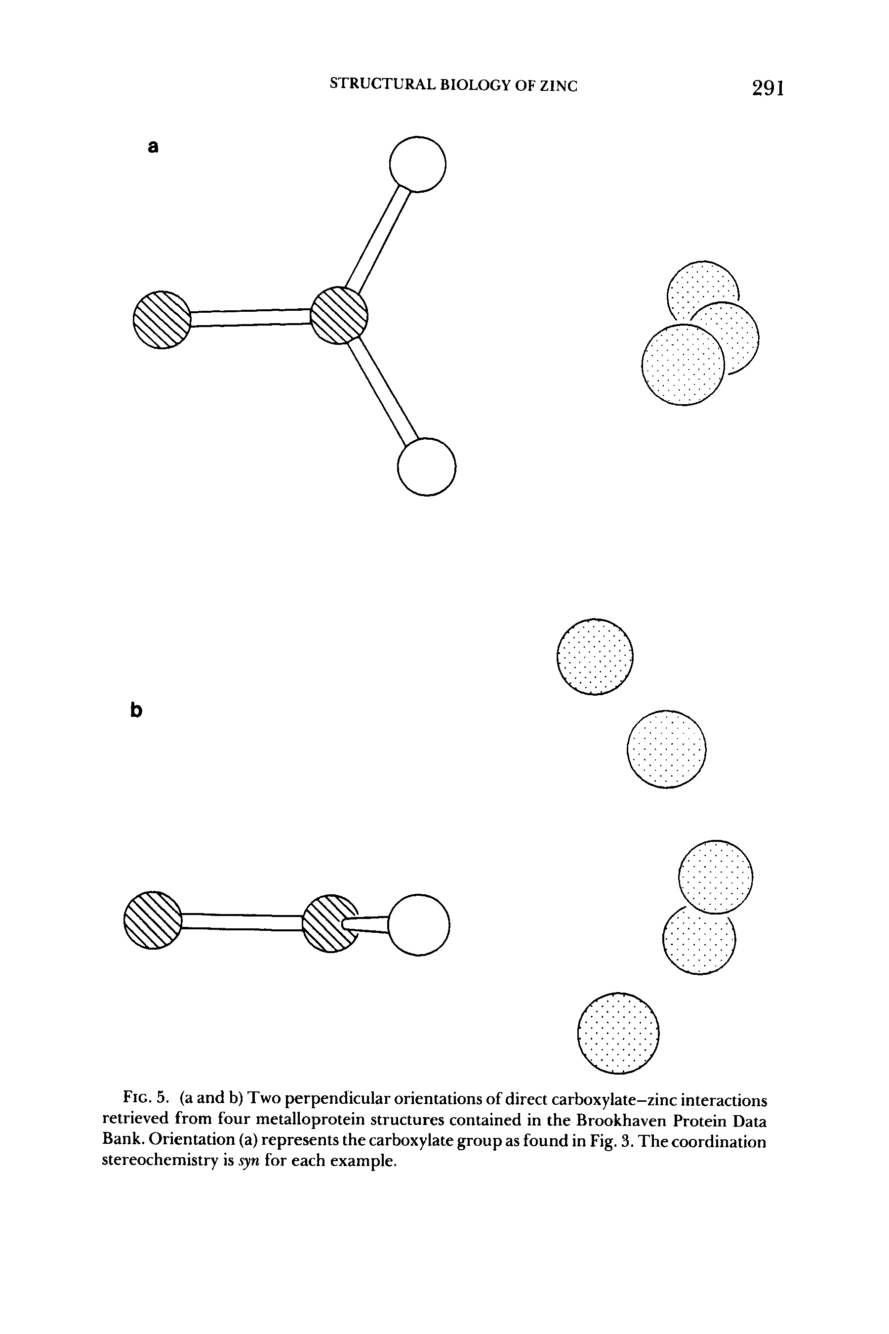 Fig. 5. (a and b) Two perpendicular orientations of direct carboxylate-zinc interactions retrieved from four metalloprotein structures contained in the Brookhaven Protein Data Bank. Orientation (a) represents the carboxylate group as found in Fig. 3. The coordination stereochemistry is syn for each example.
