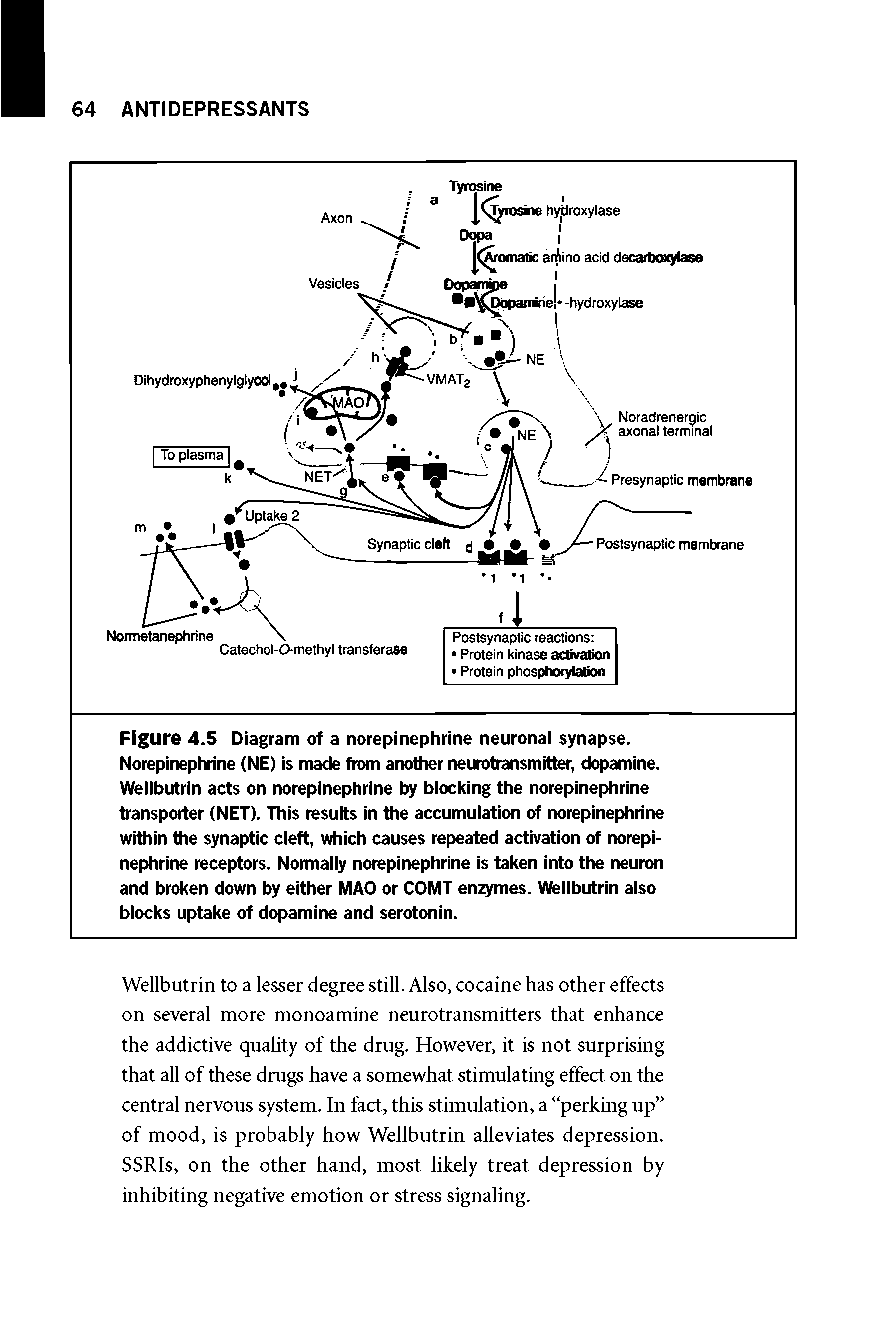 Figure 4.5 Diagram of a norepinephrine neuronal synapse. Norepinephrine (NE) is made from another neurotransmitter, dopamine. Wellbutrin acts on norepinephrine by blocking the norepinephrine transporter (NET). This results in the accumulation of norepinephrine within the synaptic cleft, which causes repeated activation of norepinephrine receptors. Normally norepinephrine is taken into the neuron and broken down by either MAO or COMT enzymes. Wellbutrin also blocks uptake of dopamine and serotonin.