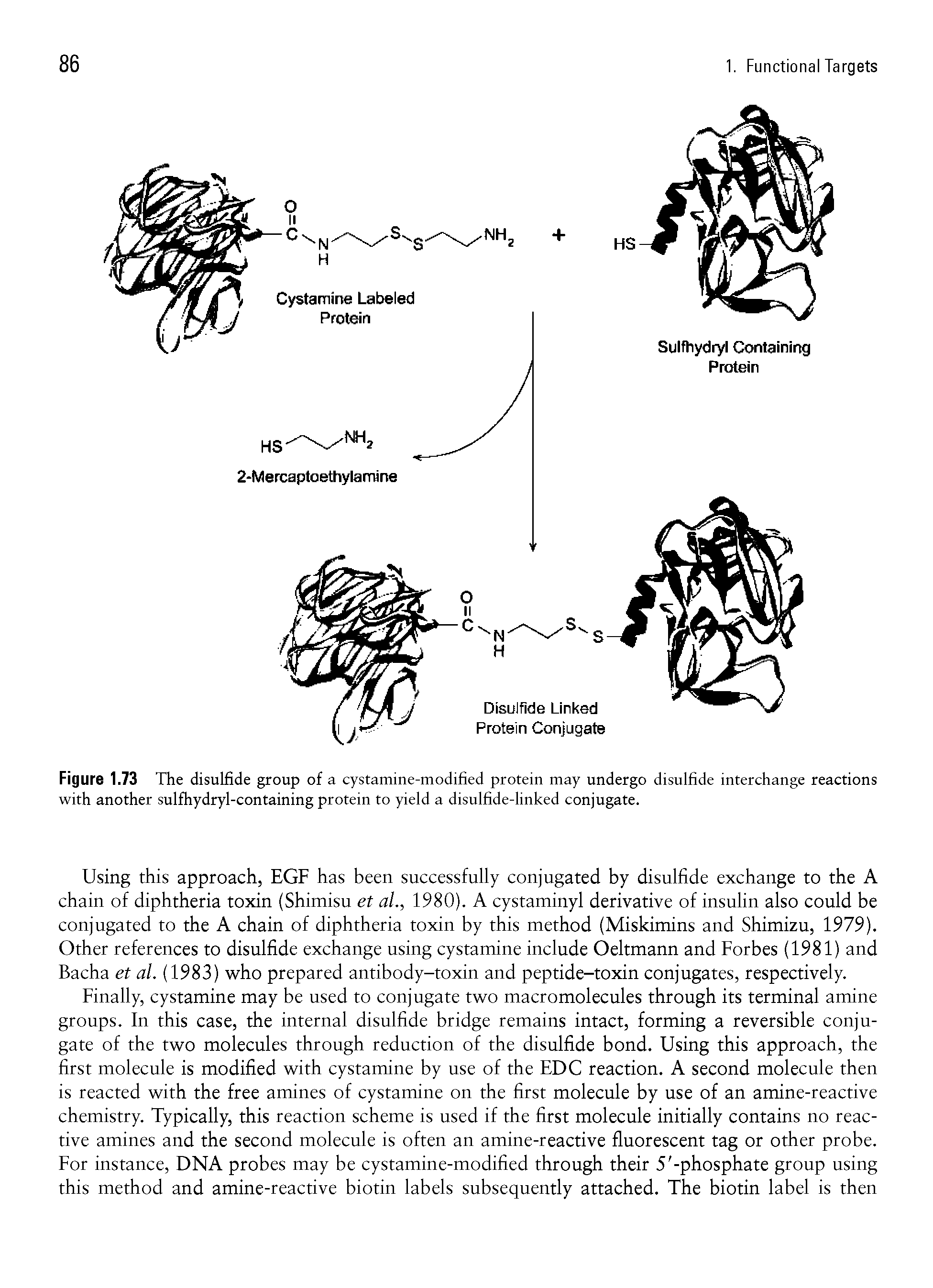 Figure 1.73 The disulfide group of a cystamine-modified protein may undergo disulfide interchange reactions with another sulfhydryl-containing protein to yield a disulfide-linked conjugate.