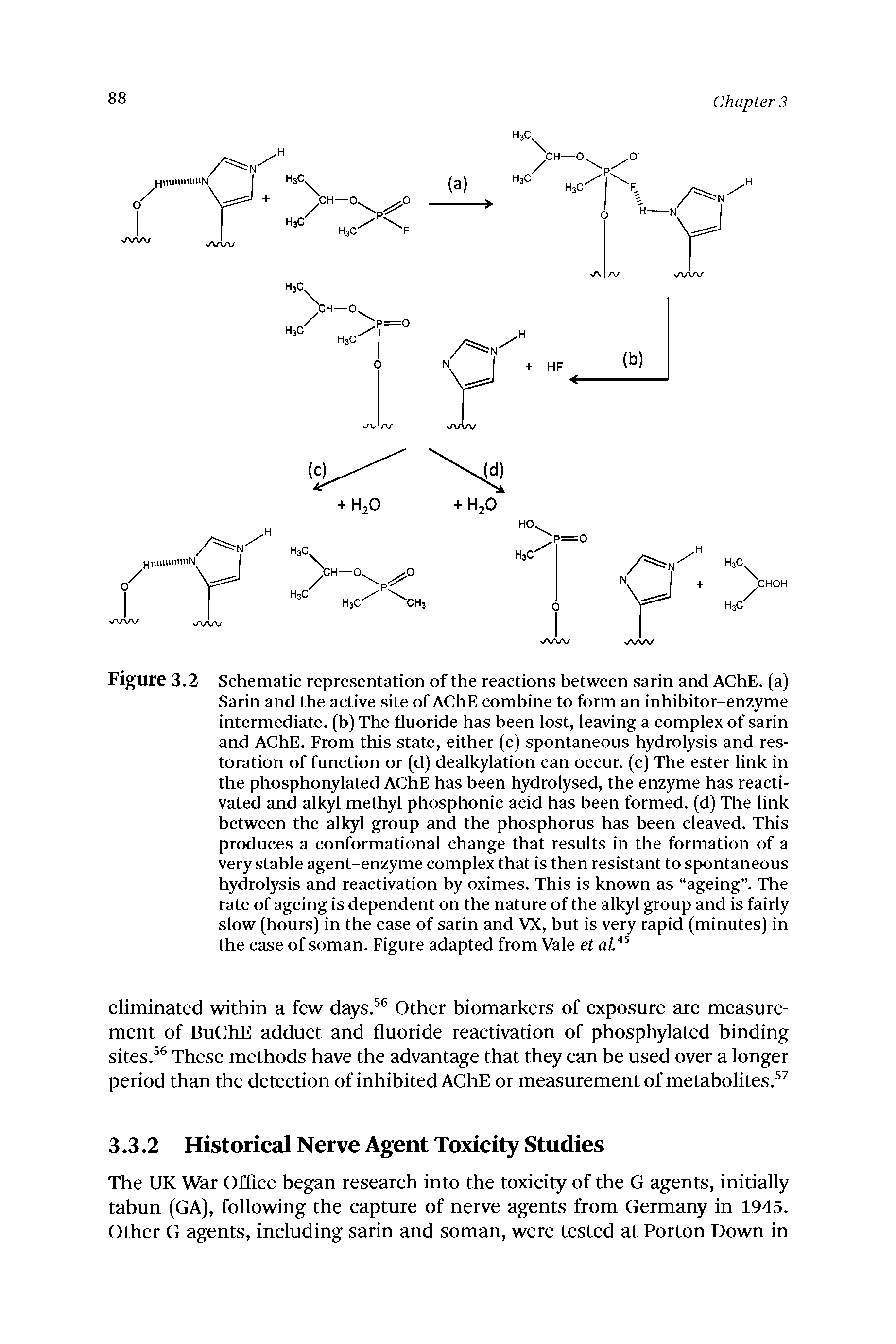 Figure 3.2 Schematic representation of the reactions between sarin and AChE. (a) Sarin and the active site of AChE combine to form an inhibitor-enzyme intermediate, (b) The fluoride has been lost, leaving a complex of sarin and AChE. From this state, either (c) spontaneous hydrolysis and restoration of function or (d) dealkylation can occur, (c) The ester link in the phosphonylated AChE has been hydrolysed, the enzyme has reactivated and alkyl methyl phosphonic acid has been formed, (d) The link between the alkyl group and the phosphorus has been cleaved. This produces a conformational change that results in the formation of a very stable agent-enzyme complex that is then resistant to spontaneous hydrolysis and reactivation by oximes. This is known as ageing . The rate of ageing is dependent on the nature of the alkyl group and is fairly slow (hours) in the case of sarin and VX, but is very rapid (minutes) in the case of soman. Figure adapted from Vale et aL ...