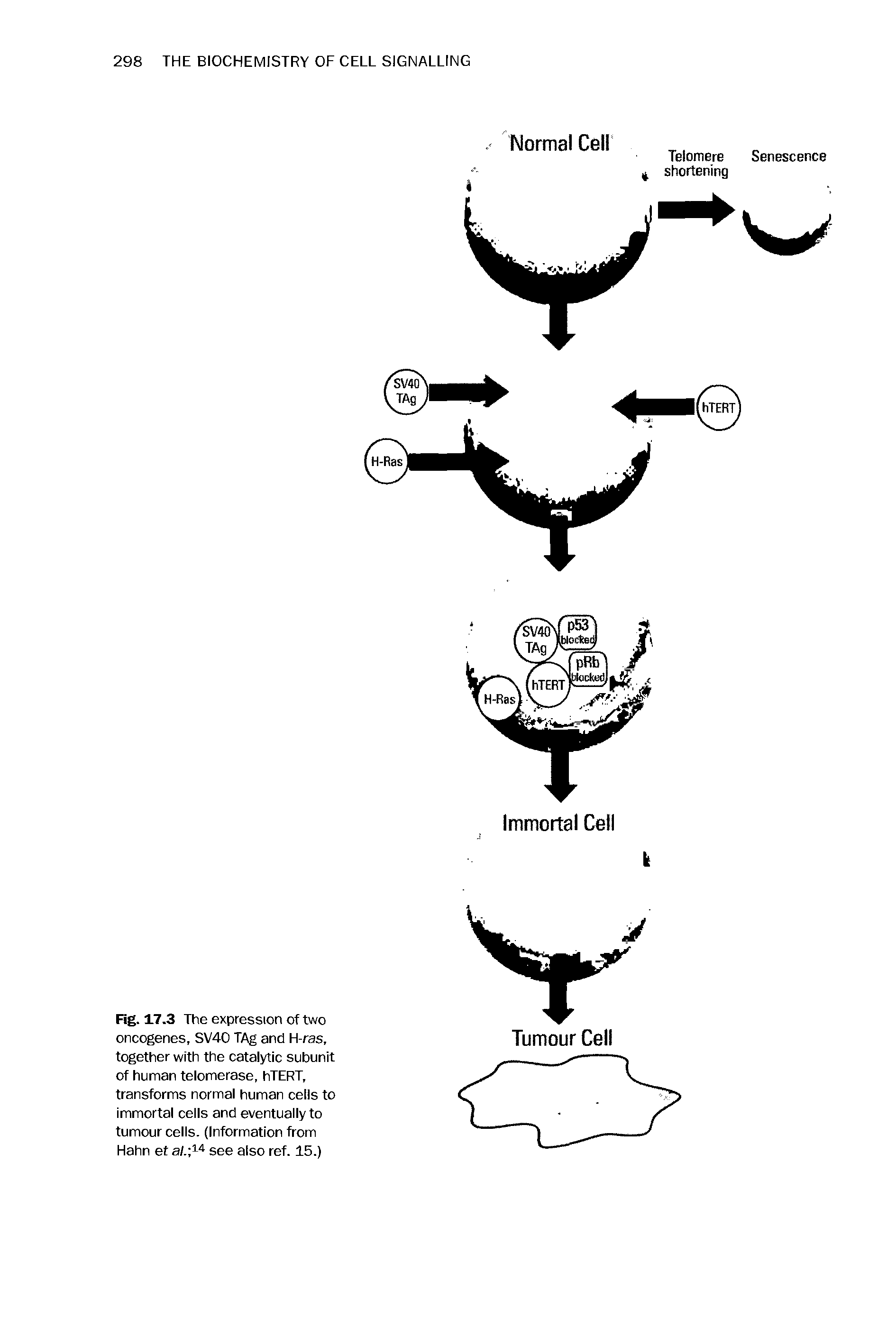 Fig. 17.3 The expression of two oncogenes, SV40 TAg and H-ras, together with the catalytic subunit of human telomerase, hTERT, transforms normal human cells to immortal cells and eventually to tumour cells. (Information from Hahn et a/. t r see also ref. 15.)...