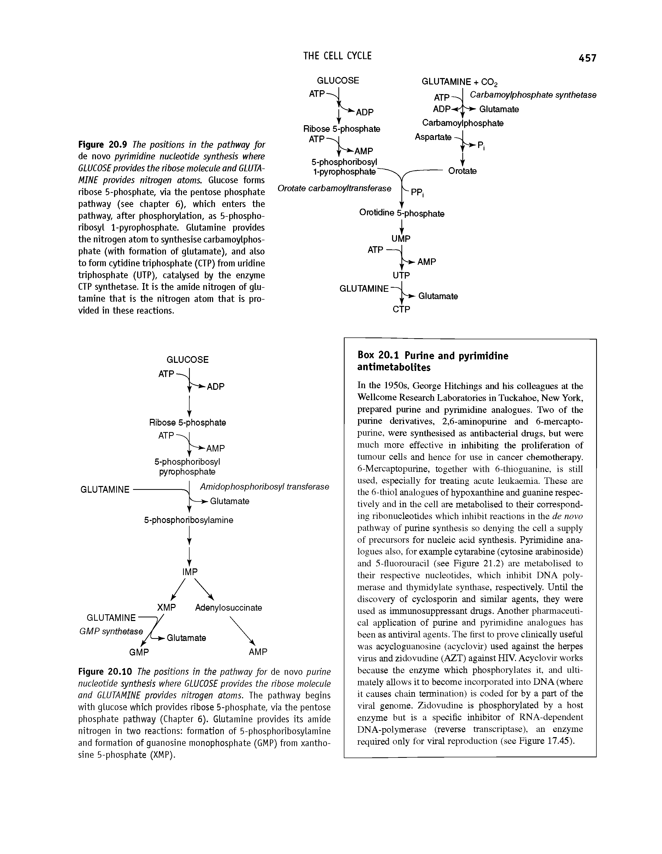 Figure 20.9 The positions in the pathway for de novo pyrimidine nucleotide synthesis where GLUCOSE provides the ribose molecule and GLUTAMINE provides nitrogen atoms. Glucose forms ribose 5-phosphate, via the pentose phosphate pathway (see chapter 6), which enters the pathway, after phosphorylation, as 5-phospho-ribosyl 1-pyrophosphate. Glutamine provides the nitrogen atom to synthesise carbamoylphos-phate (with formation of glutamate), and also to form cytidine triphosphate (CTP) from uridine triphosphate (UTP), catalysed by the enzyme CTP synthetase. It is the amide nitrogen of glutamine that is the nitrogen atom that is provided in these reactions.