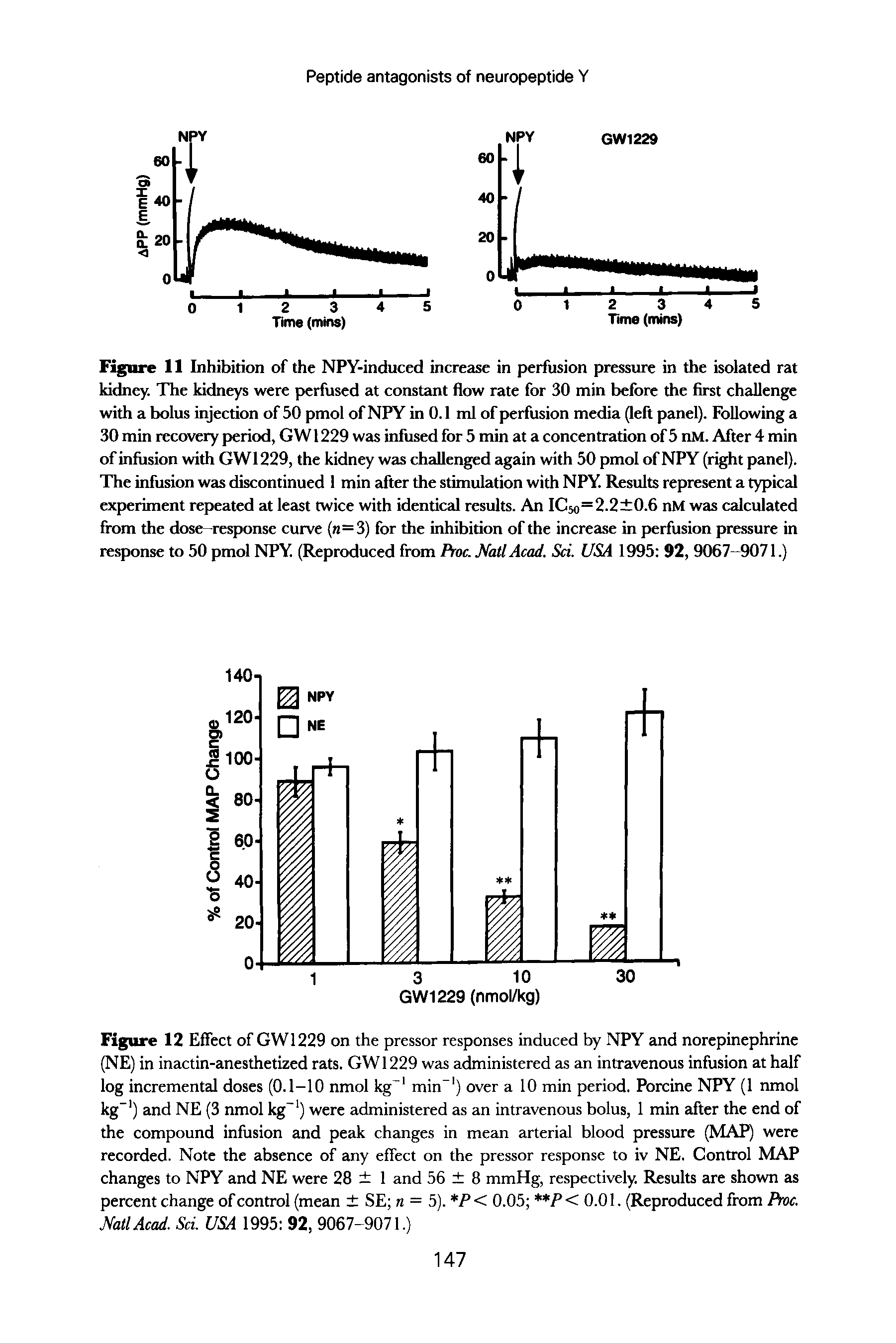 Figure 12 Effect of GW 1229 on the pressor responses induced by NPY and norepinephrine (NE) in inactin-anesthetized rats. GW 1229 was administered as an intravenous infusion at half log incremental doses (0.1-10 nmol kg 1 min-1) over a 10 min period. Porcine NPY (1 nmol kg-1) and NE (3 nmol kg-1) were administered as an intravenous bolus, 1 min after the end of the compound infusion and peak changes in mean arterial blood pressure (MAP) were recorded. Note the absence of any effect on the pressor response to iv NE. Control MAP changes to NPY and NE were 28 1 and 56 8 mmHg, respectively. Results are shown as percent change of control (mean SE n = 5). P< 0.05 P< 0.01. (Reproduced from Proc. Natl Acad. Sci. USA 1995 92, 9067-9071.)...