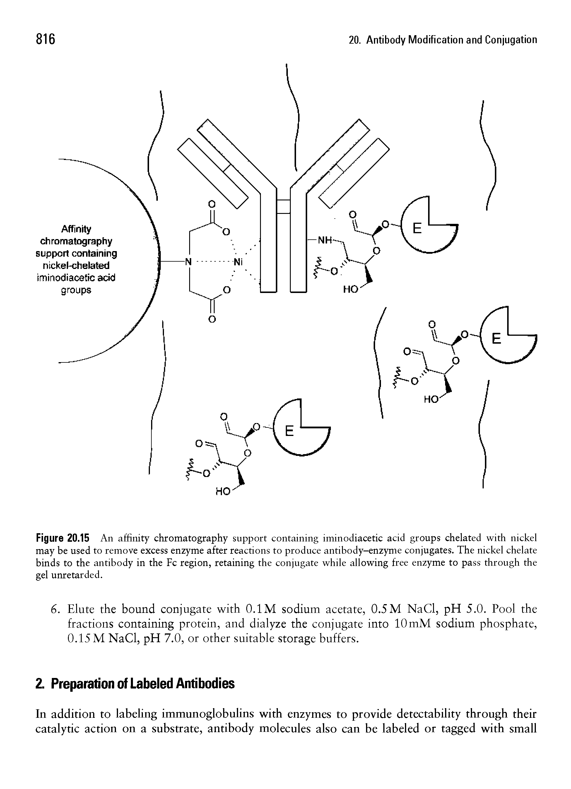 Figure 20.15 An affinity chromatography support containing iminodiacetic acid groups chelated with nickel may be used to remove excess enzyme after reactions to produce antibody-enzyme conjugates. The nickel chelate binds to the antibody in the Fc region, retaining the conjugate while allowing free enzyme to pass through the gel unretarded.