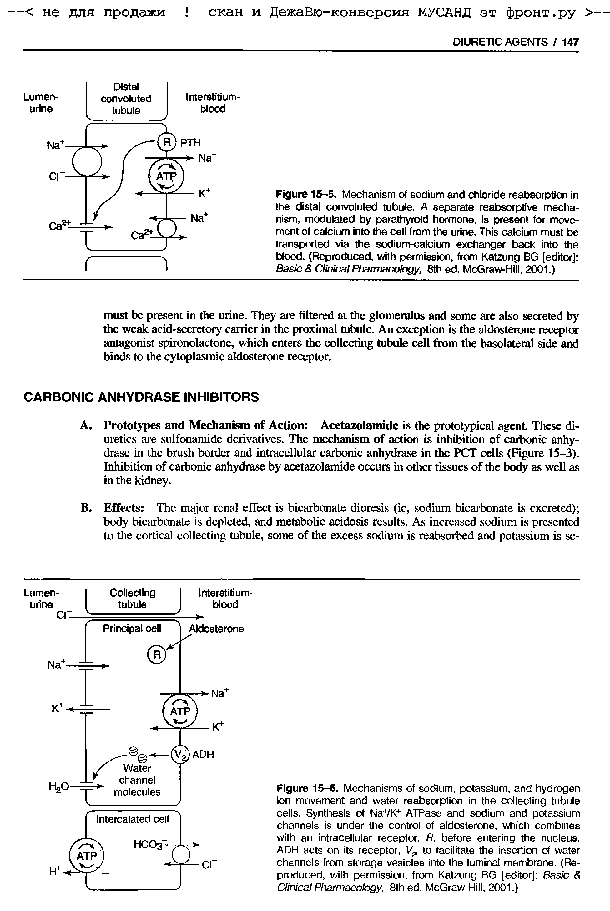 Figure 15-6. Mechanisms of sodium, potassium, and hydrogen ion movement and water reabsorption in the collecting tubule cells. Synthesis of Na+/K+ ATPase and sodium and potassium channels is under the control of aldosterone, which combines with an intracellular receptor, R, before entering the nucleus. ADH acts on its receptor, V, to facilitate the insertion of water channels from storage vesicles into the luminal membrane. (Reproduced, with permission, from Katzung BG [editor] Basic Clinical Pharmacology, 8th ed. McGraw-Hill, 2001.)...