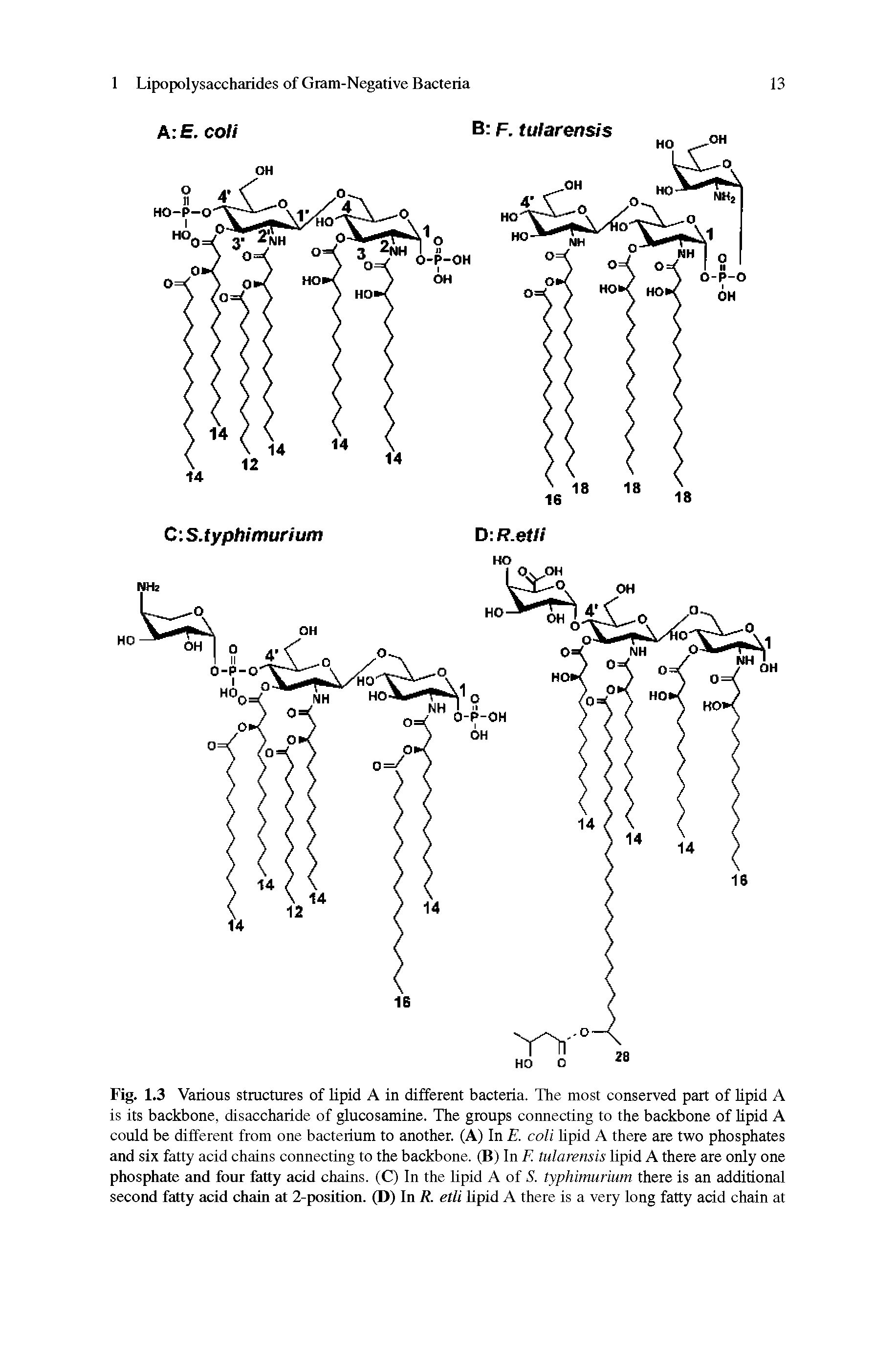 Fig. 1.3 Various structures of lipid A in different bacteria. The most conserved part of lipid A is its backbone, disaccharide of glucosamine. The groups connecting to the backbone of lipid A could be different from one bacterium to another. (A) In E. coli lipid A there are two phosphates and six fatty acid chains connecting to the backbone. (B) In F. tularensis lipid A there are only one phosphate and four fatty acid chains. (C) In the lipid A of S. typhimurium there is an additional second fatty acid chain at 2-position. (D) In R. etli lipid A there is a very long fatty acid chain at...