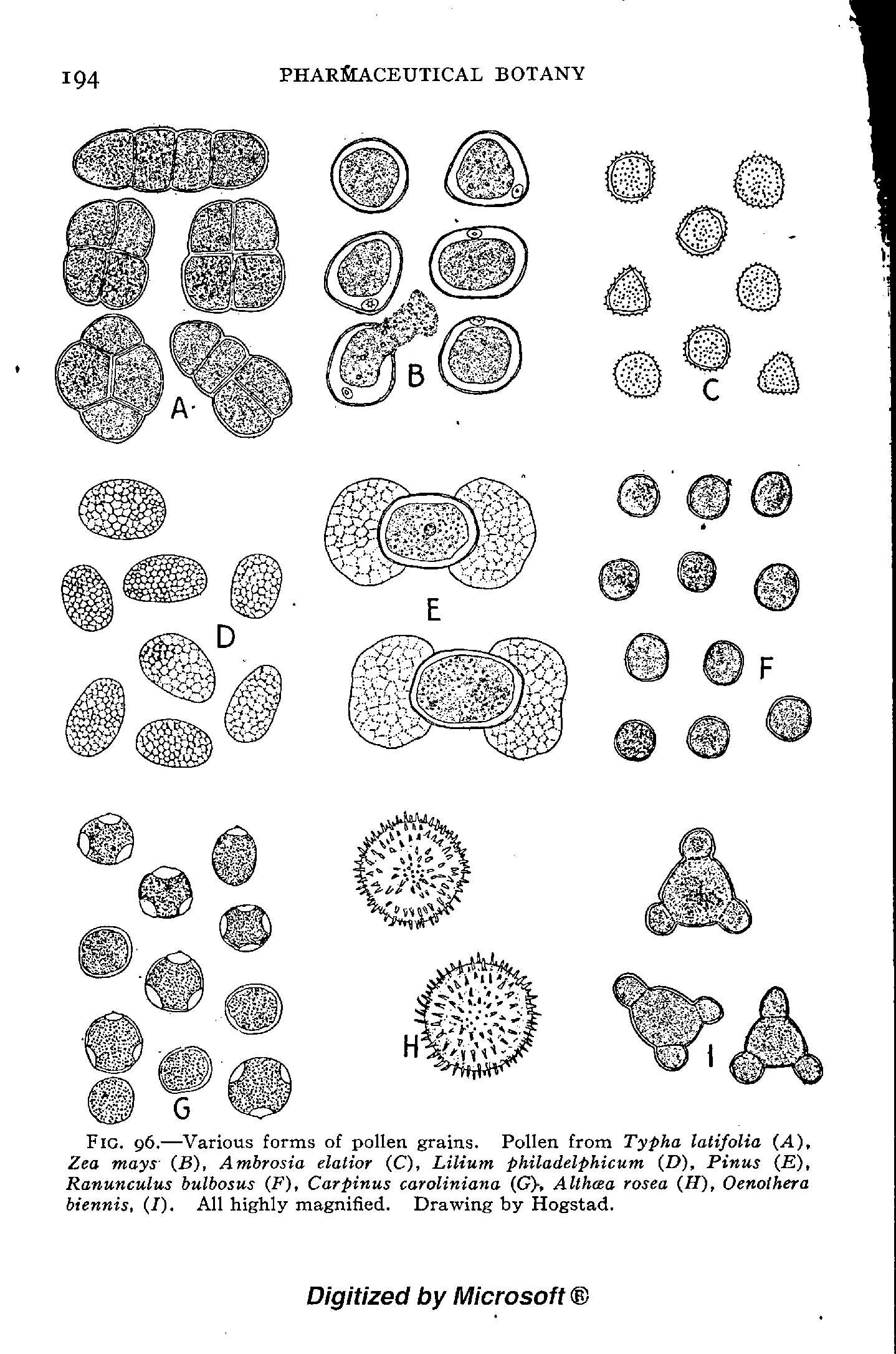 Fig. 96.—Various forms of pollen grains. Pollen from Typha latifolia ( ), Zea mays (B), Ambrosia elalior (C), Lilium philadelphicum (D), Pinus (E), Ranunculus hulhosus (F), Carpinus caroliniana (GX Althcea rosea H), Oenothera biennis, (/). All highly magnified. Drawing by Hogstad.