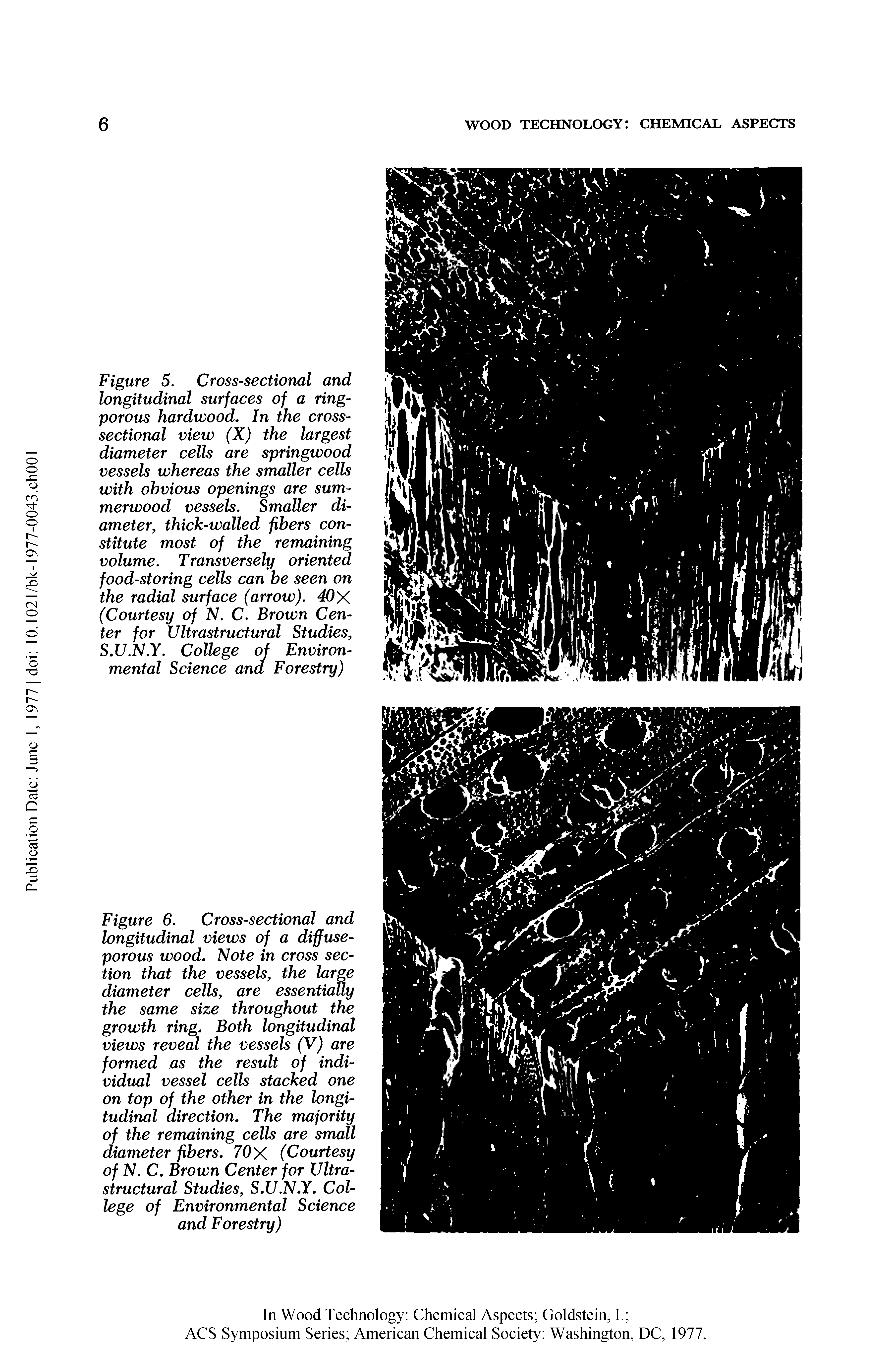 Figure 6. Cross-sectional and longitudinal views of a diffuse-porous wood. Note in cross section that the vessels, the large diameter cells, are essentially the same size throughout the growth ring. Both longitudinal views reveal the vessels (V) are formed as the result of individual vessel cells stacked one on top of the other in the longitudinal direction. The majority of the remaining cells are small diameter fibers. 70 X (Courtesy of N. C. Brown Center for Ultra-structural Studies, S.U.N.Y. College of Environmental Science and Forestry)...