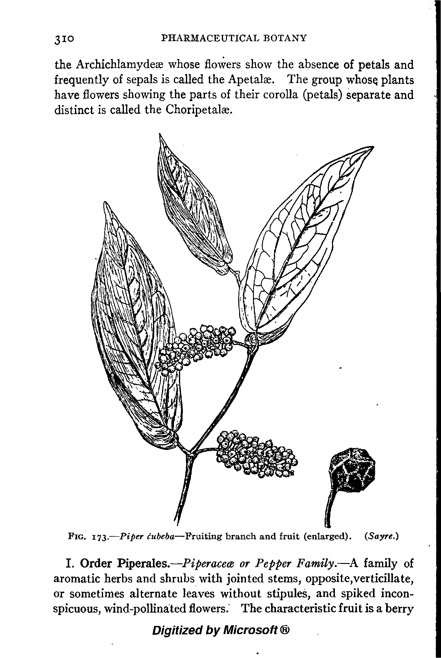 Fig. 173.—Piper cubeba—Fruiting branch and fruit (enlarged). Sayre.)...