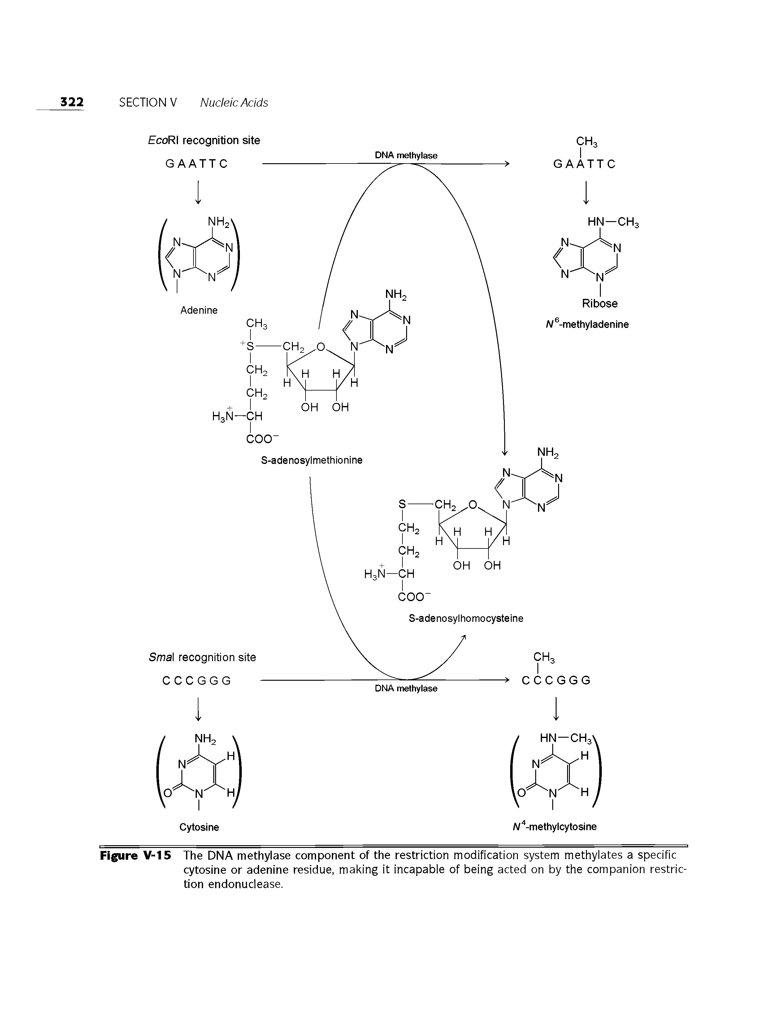 Figure V-15 The DNA methylase component of the restriction modification system methylates a specific cytosine or adenine residue, making it incapable of being acted on by the companion restriction endonuclease.