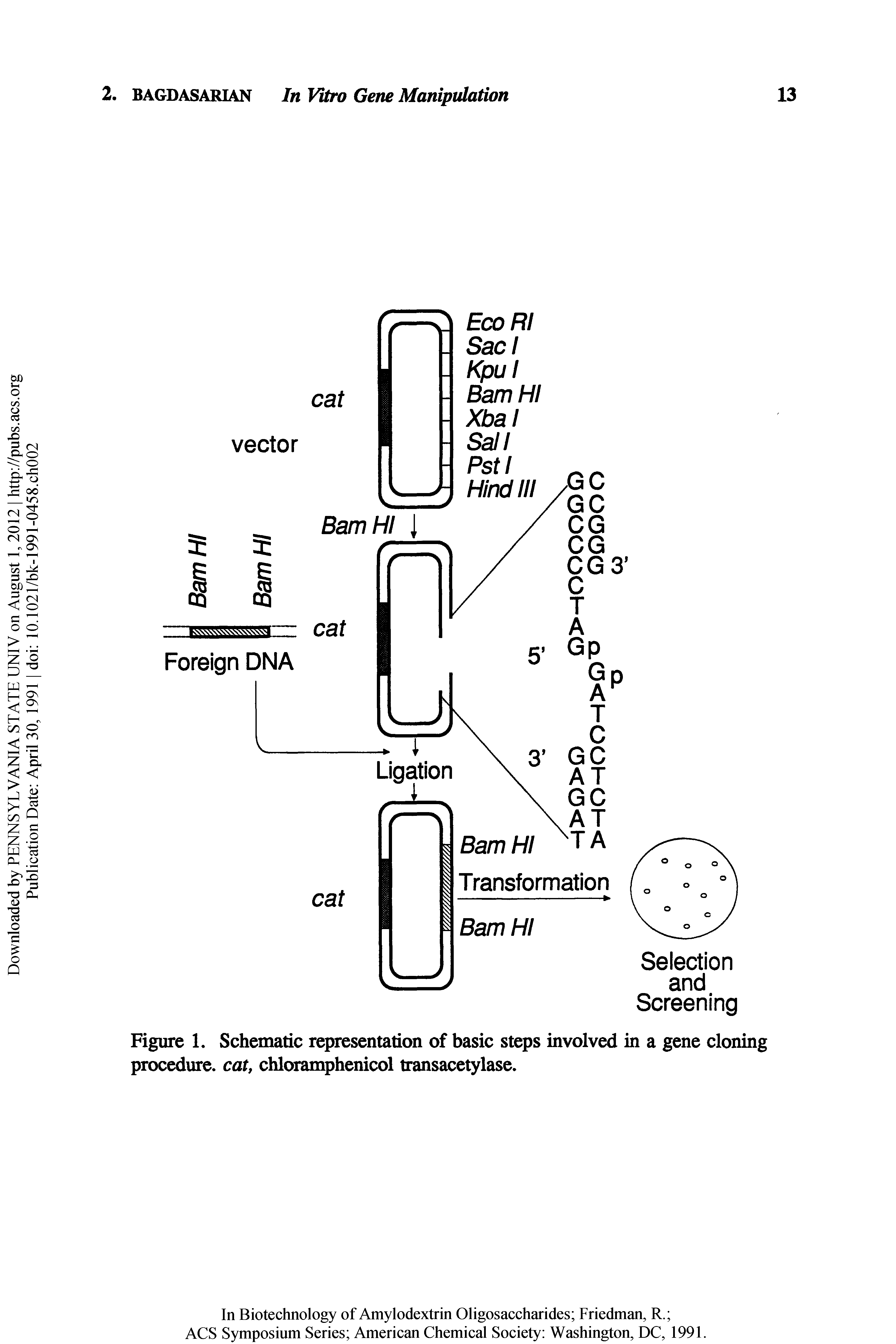 Figure 1. Schematic representation of basic steps involved in a gene cloning procedure, cat, chloramphenicol transacetylase.